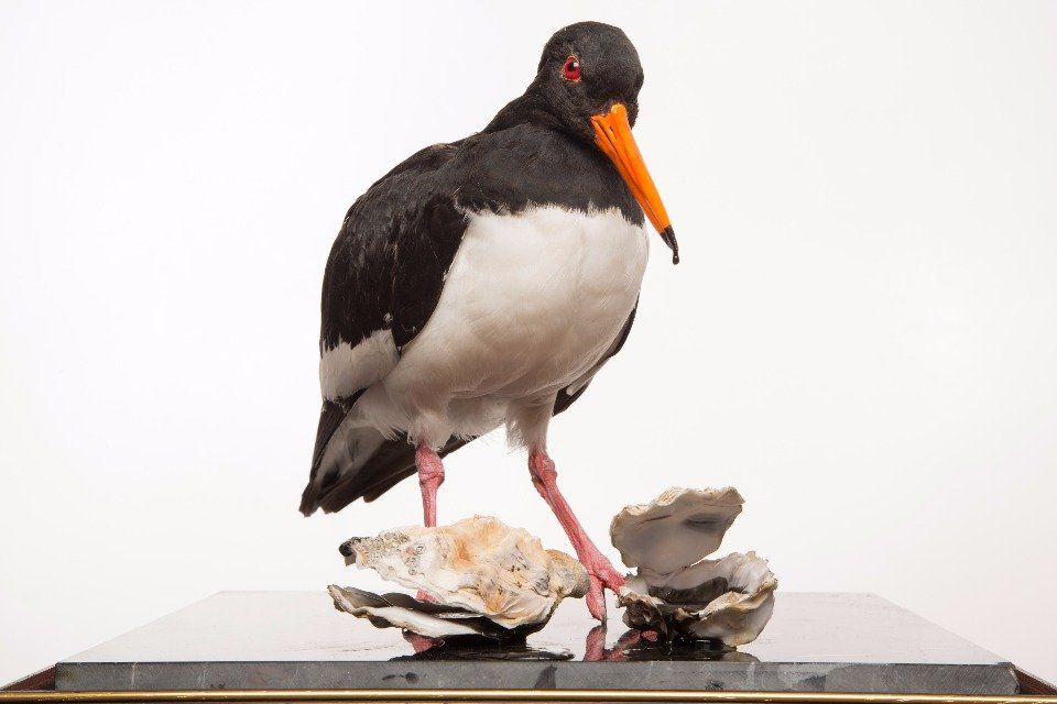 taxidermy bird, taxidermy oyster catcher, London art, taxidermy art, oysters, organic art, London taxidermy art.