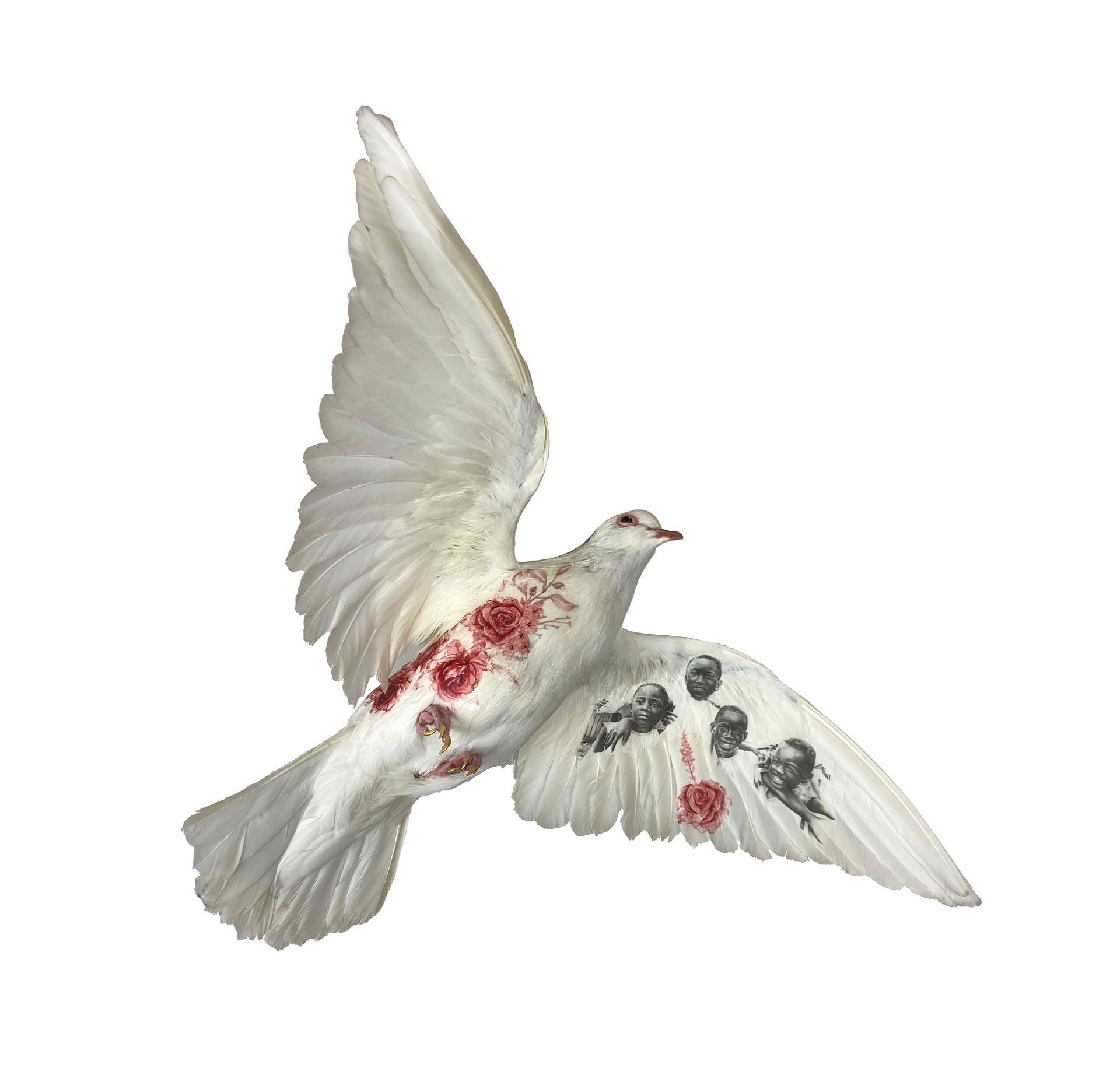 taxidermy bird, taxidermy dove, London art, taxidermy art, dove with images on, illustrated doves.