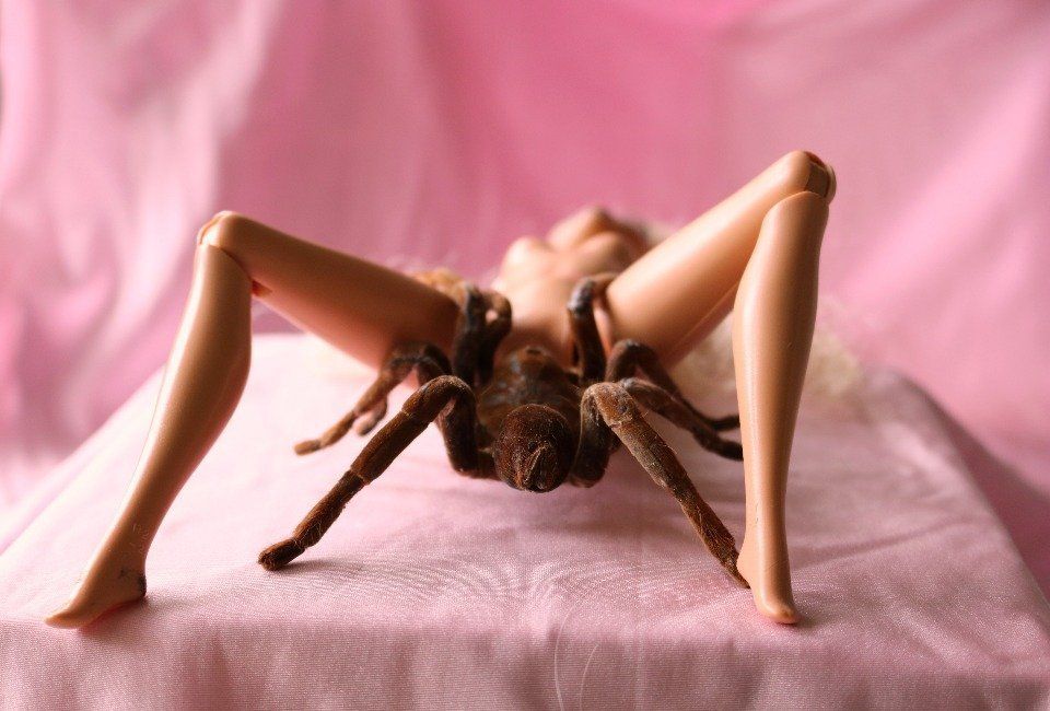 Photography, taxidermy spider,  bird eating spider, taxidermy, London art, taxidermy art, barbie, barbie art.