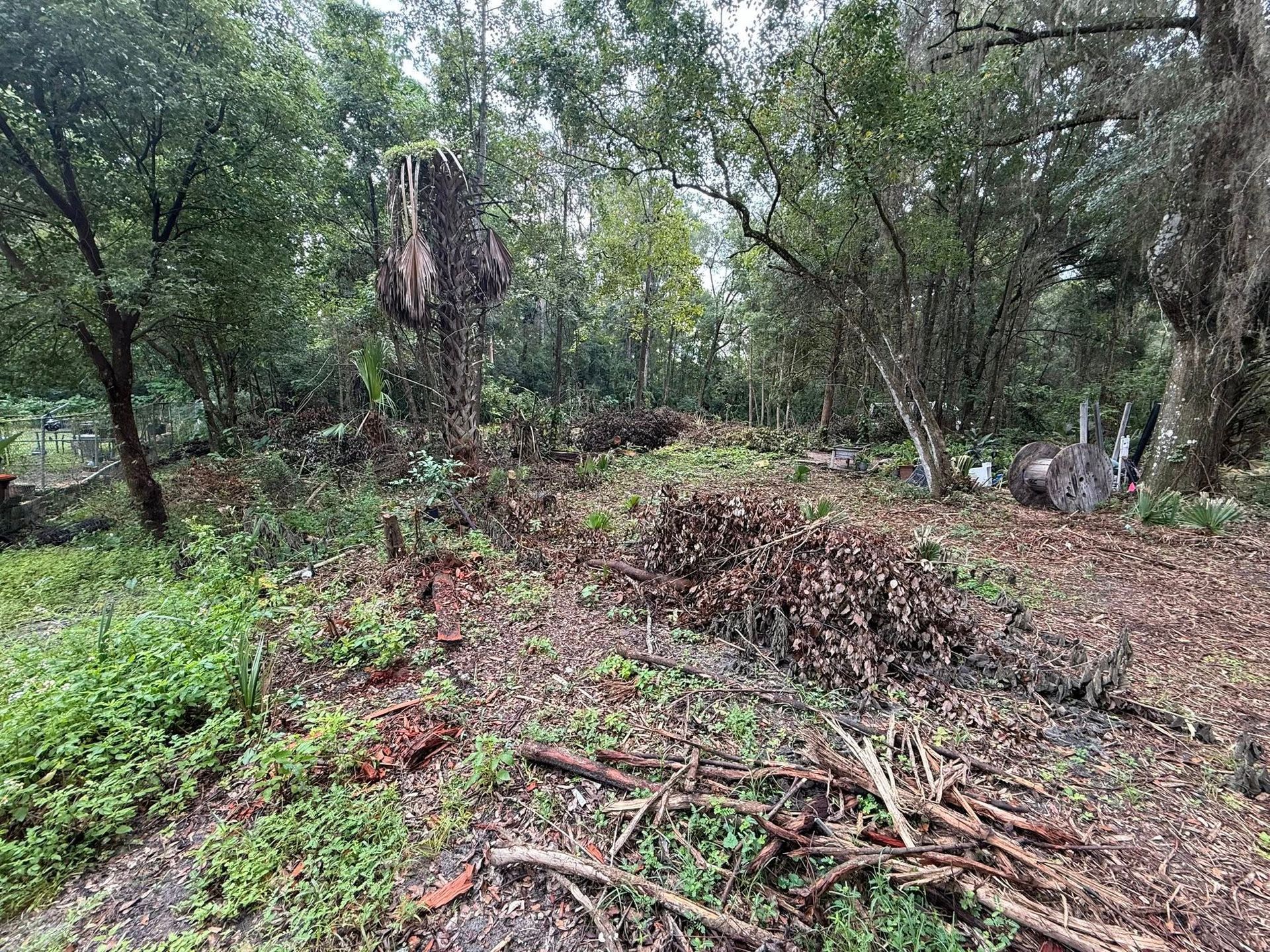 A clearing in a forest with fallen leaves, branches, and green foliage. Trees surround the area.