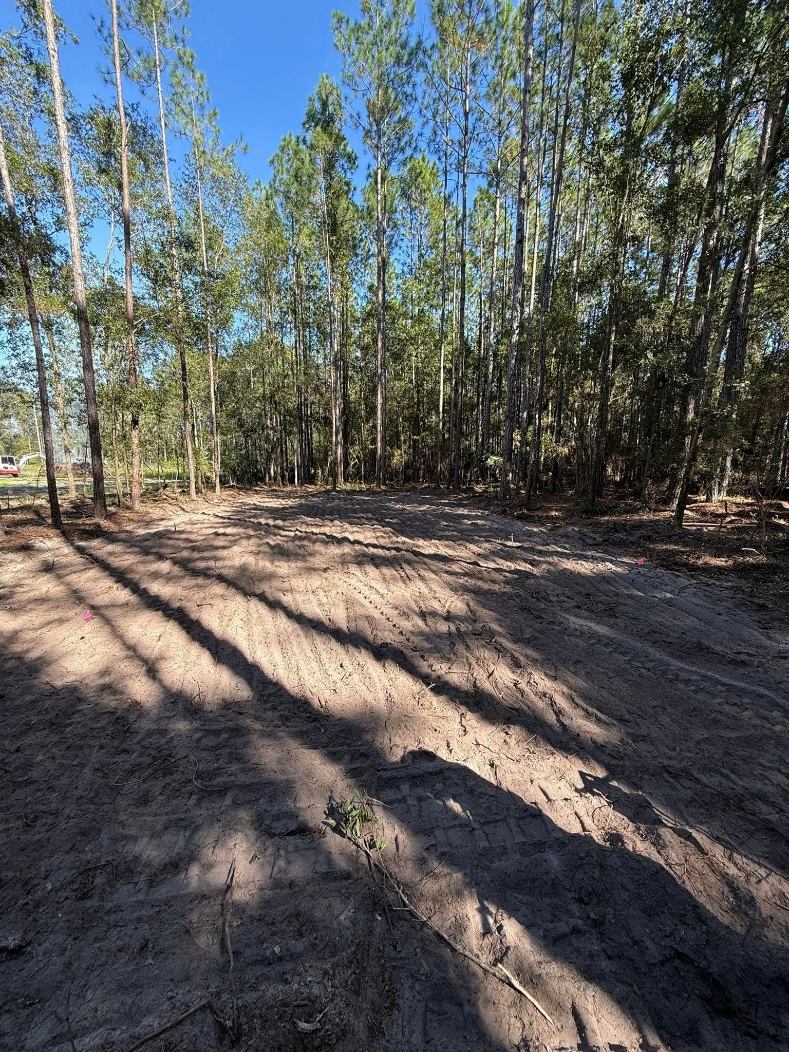 Dirt path cleared between tall, slender trees under a bright blue sky.