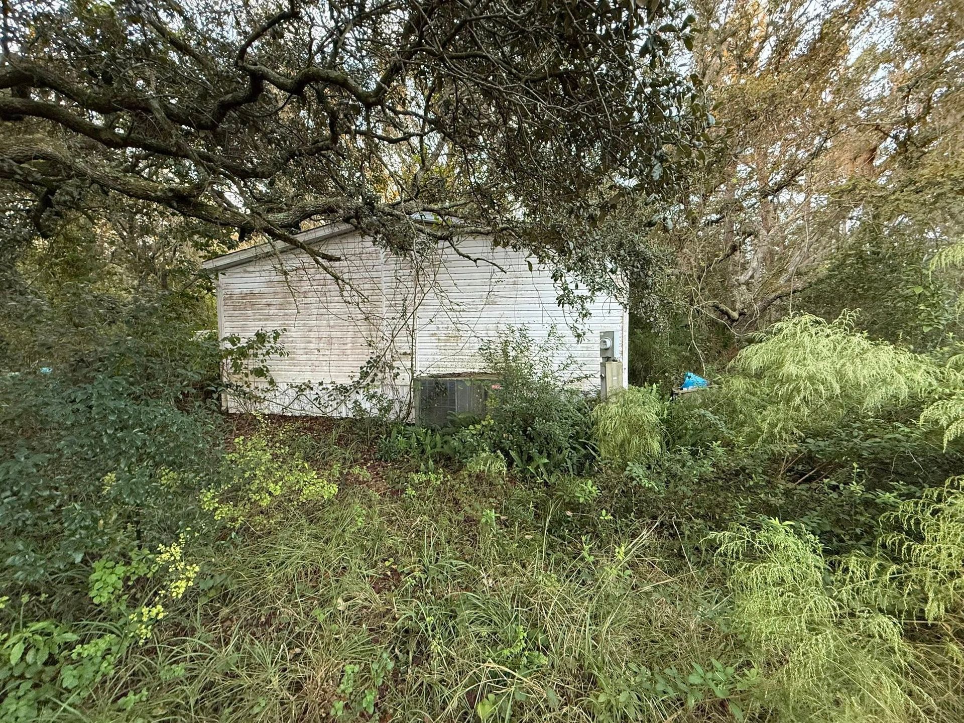 Weathered white building surrounded by overgrown greenery under a tree.