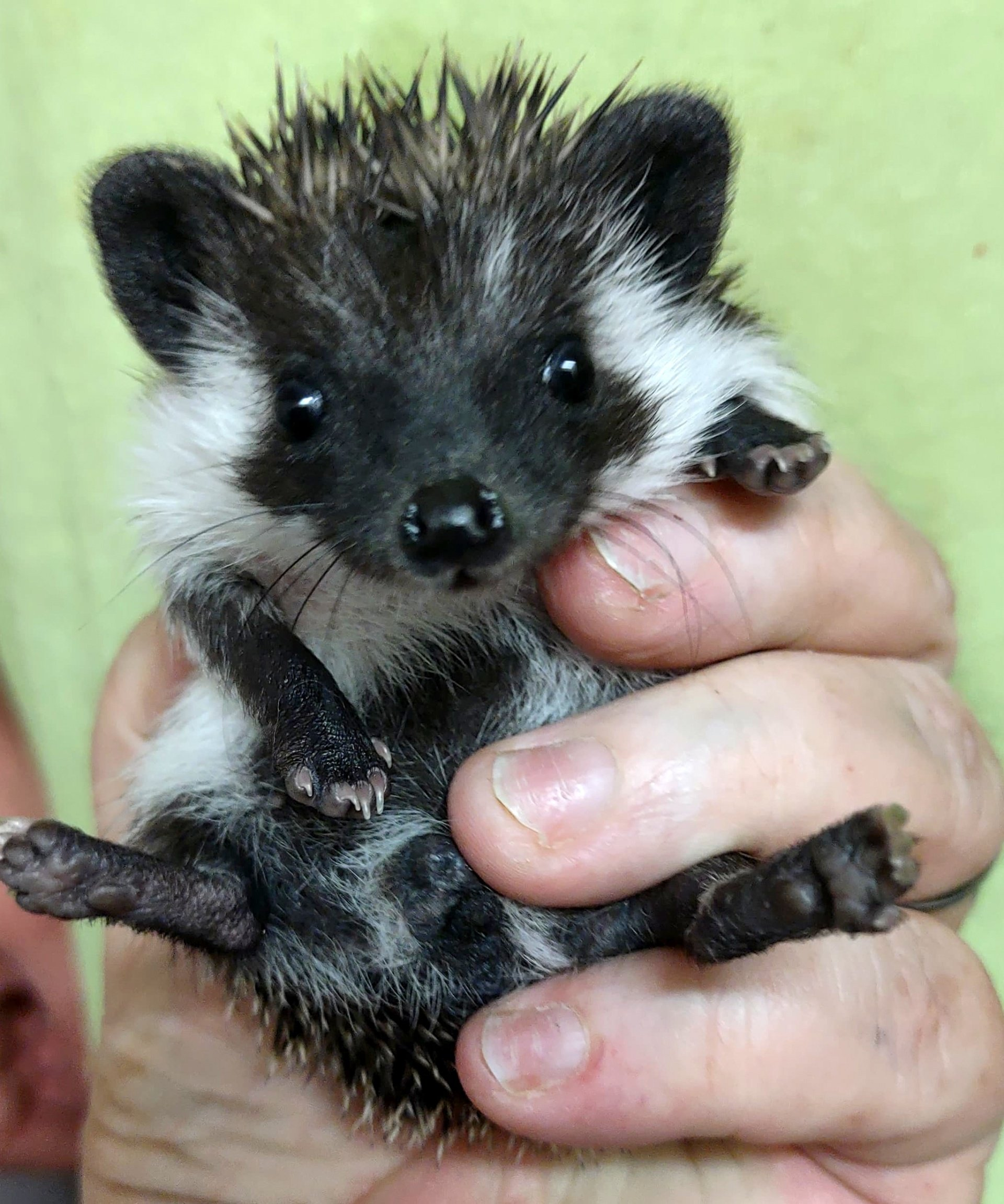 Hedgehog baby