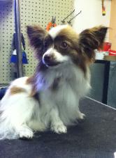 Papillon chihuahua mix — Abilene, KS — Paws -N-Claws