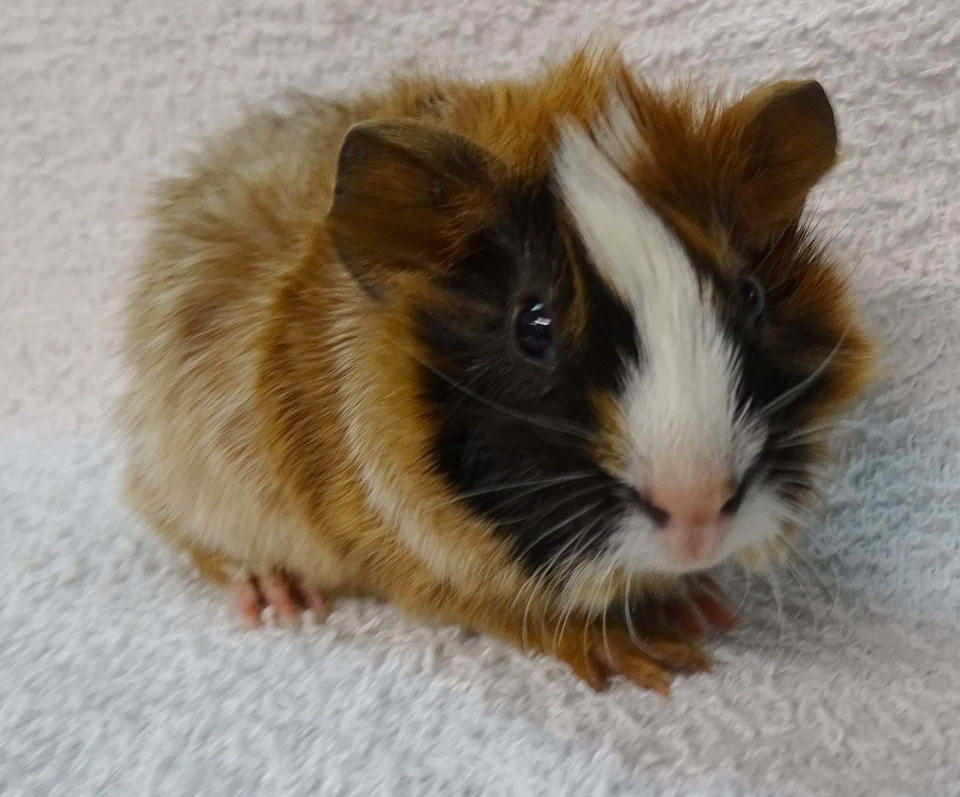 Parakeets — Abilene, KS — Paws -N-Claws