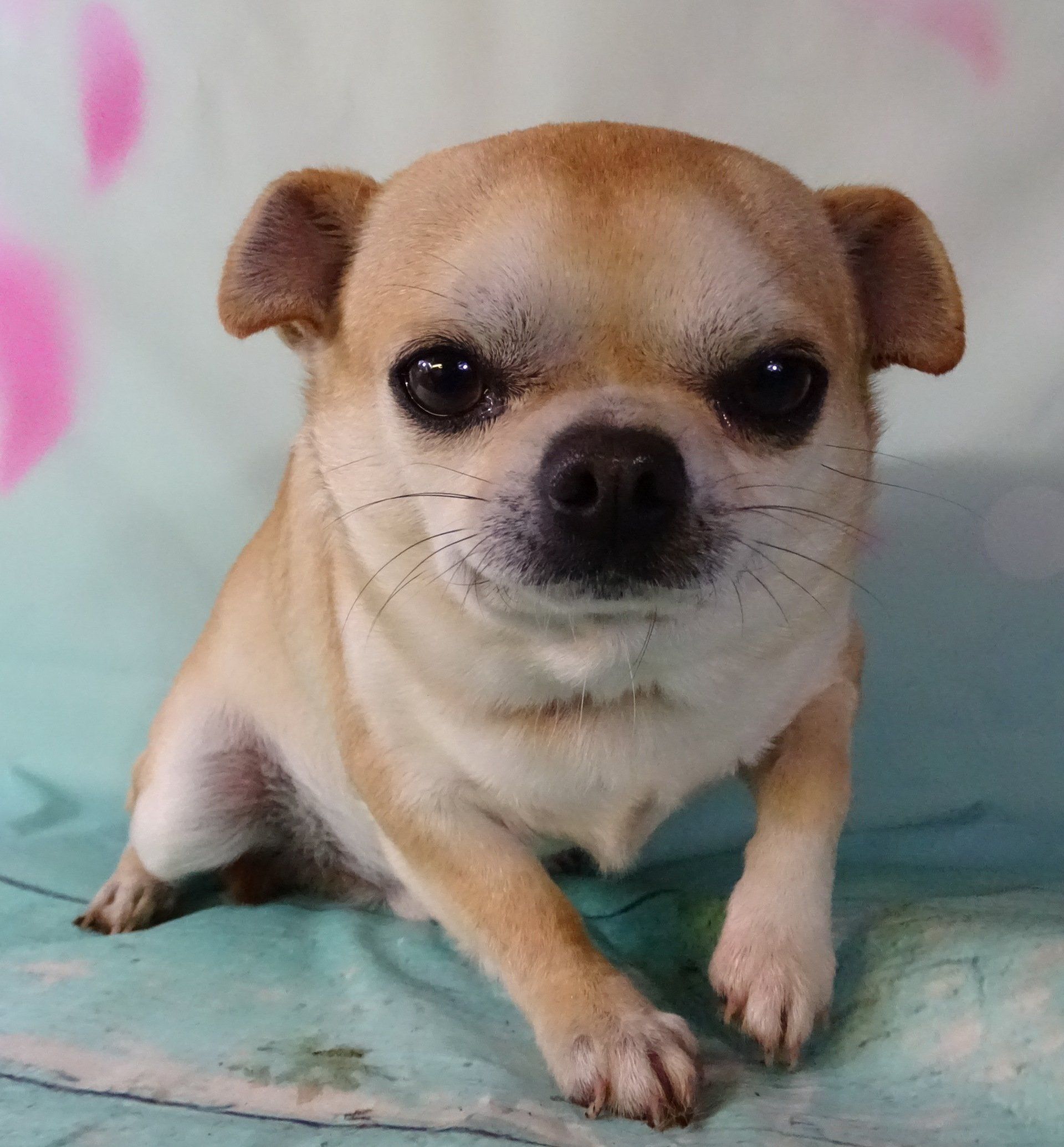 Two chug — Abilene, KS — Paws -N-Claws