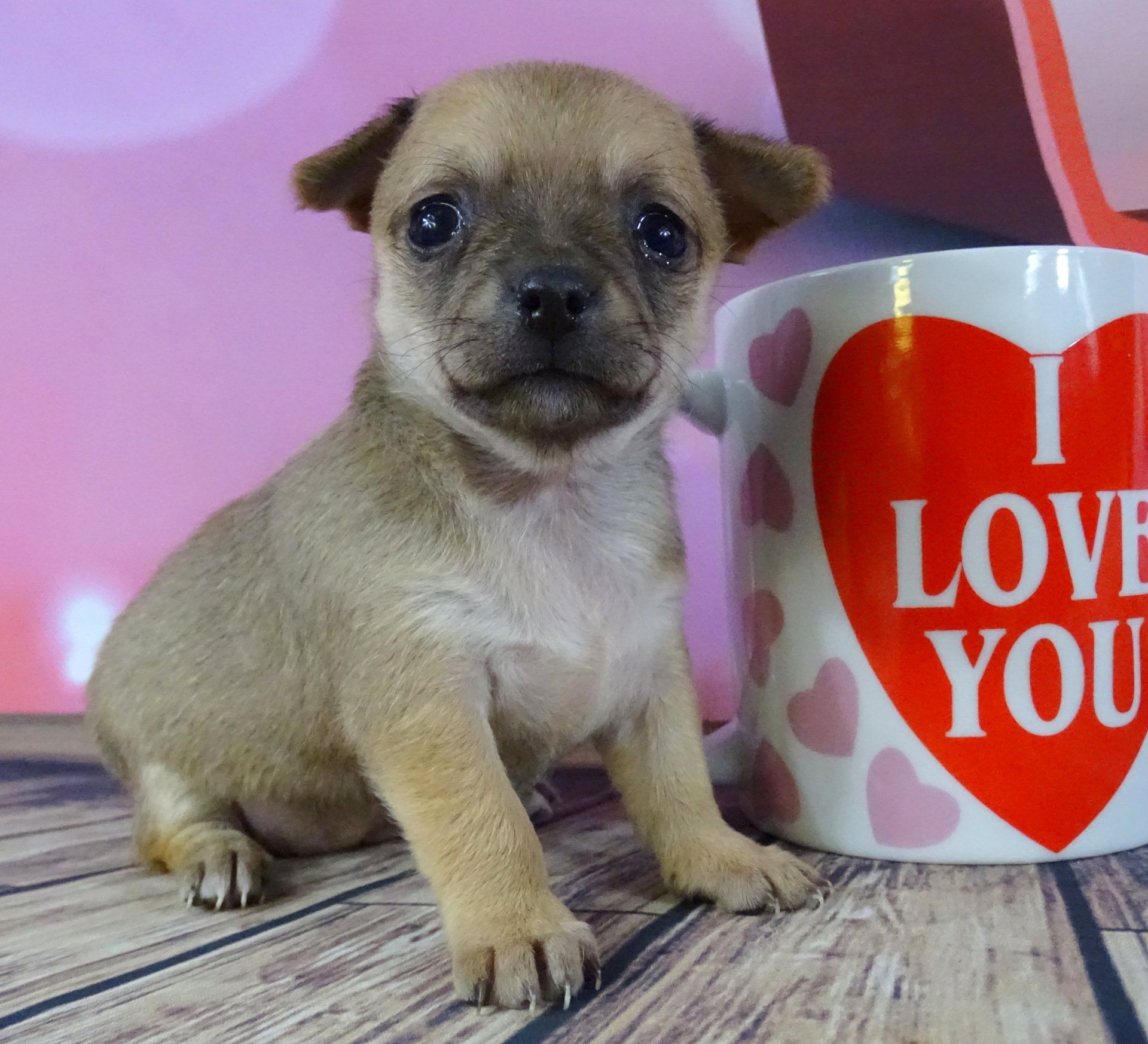 Teacup chug — Abilene, KS — Paws -N-Claws