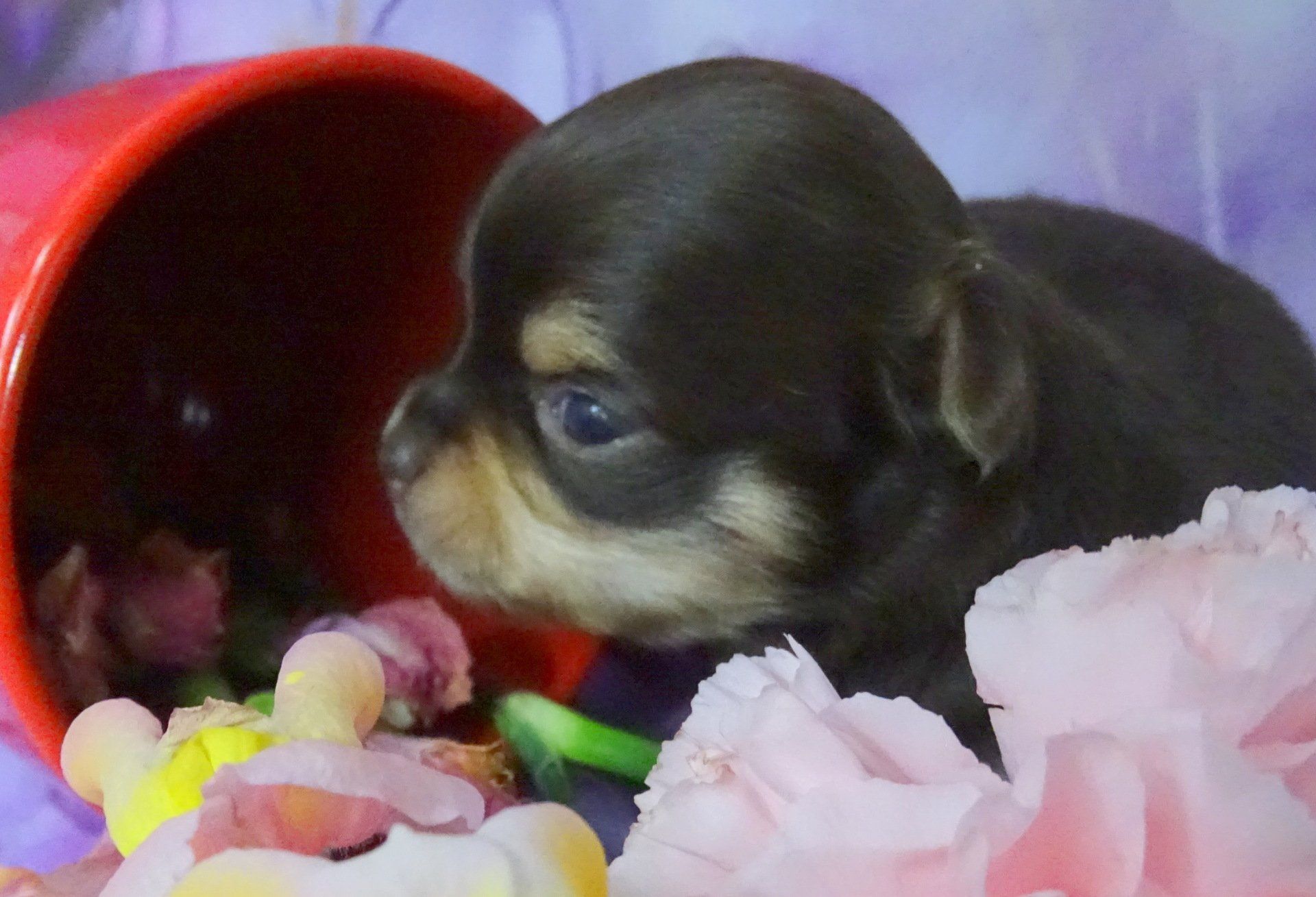 Brown and white chihuahua — Abilene, KS — Paws -N-Claws