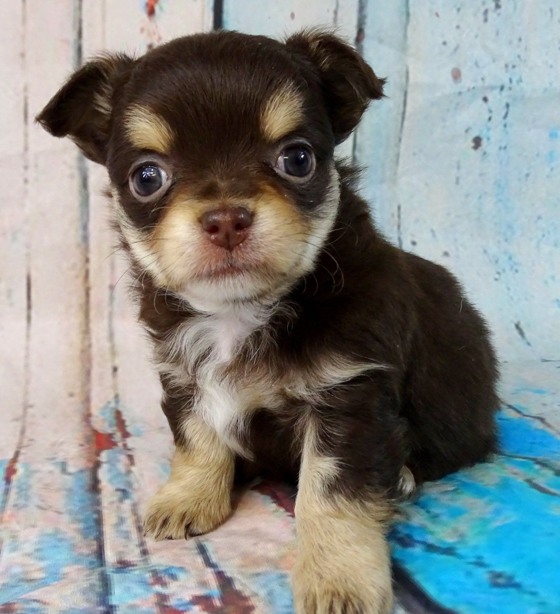 Baby chug — Abilene, KS — Paws -N-Claws