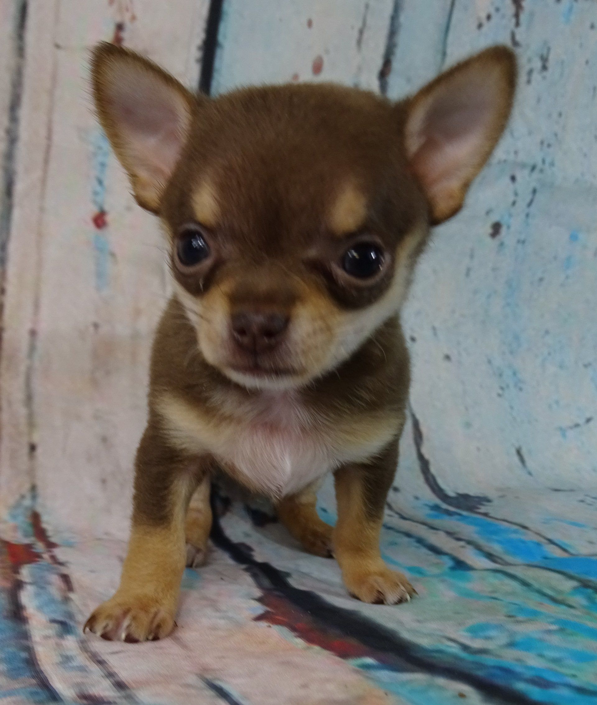 Tiny pug — Abilene, KS — Paws -N-Claws