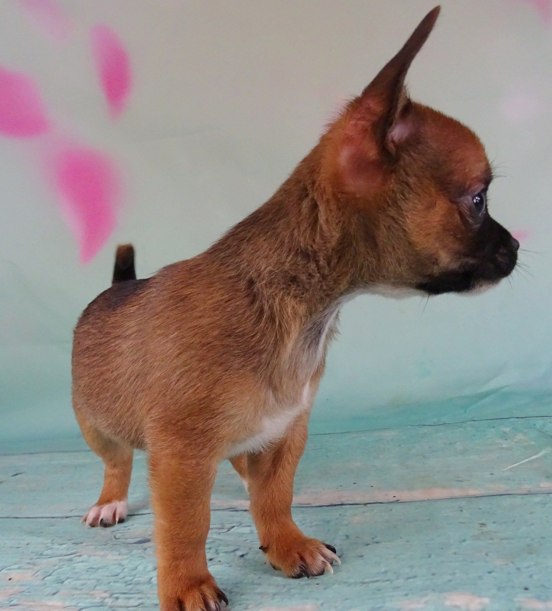 Brown chug — Abilene, KS — Paws -N-Claws