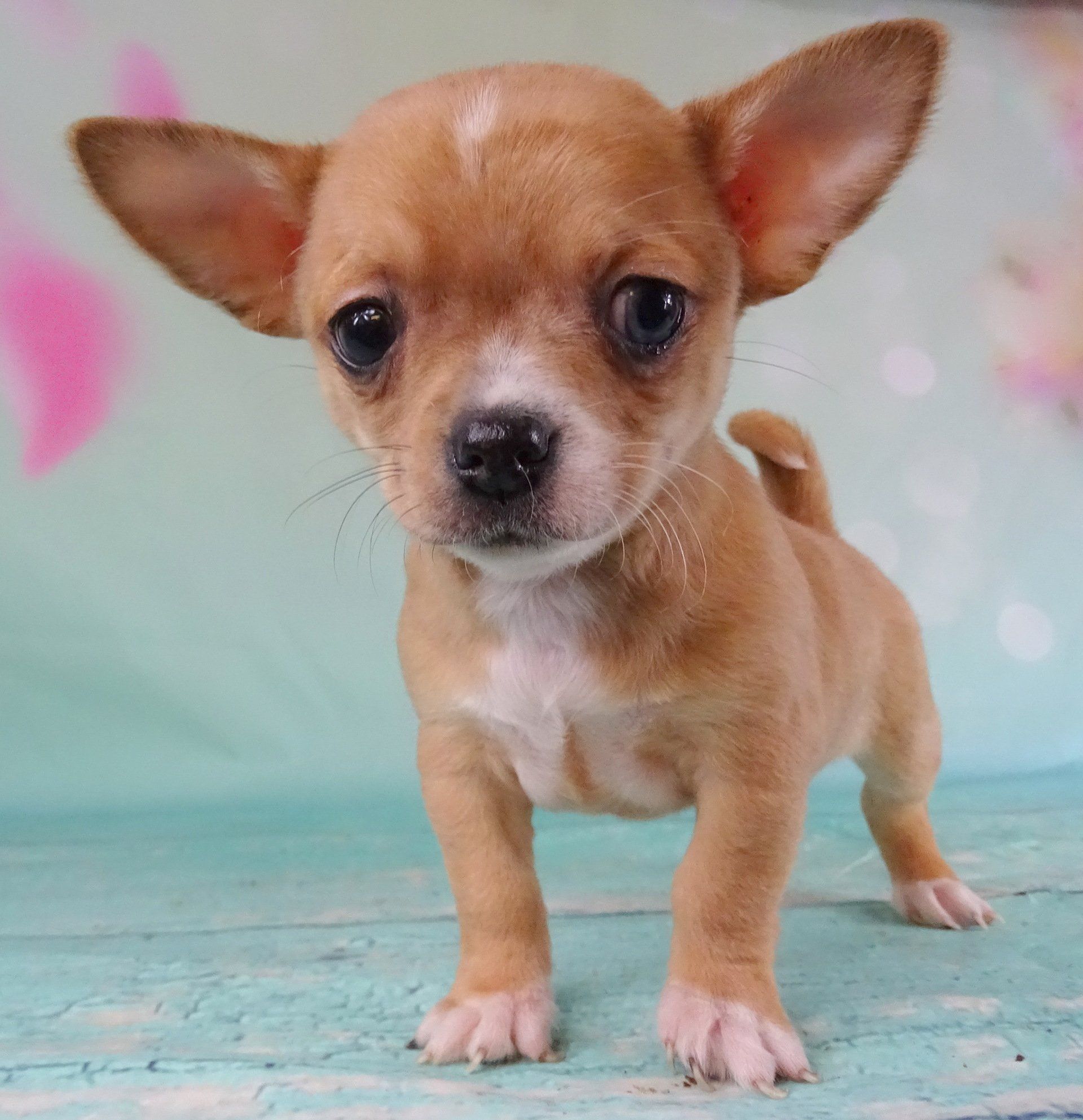 Tiny chug — Abilene, KS — Paws -N-Claws