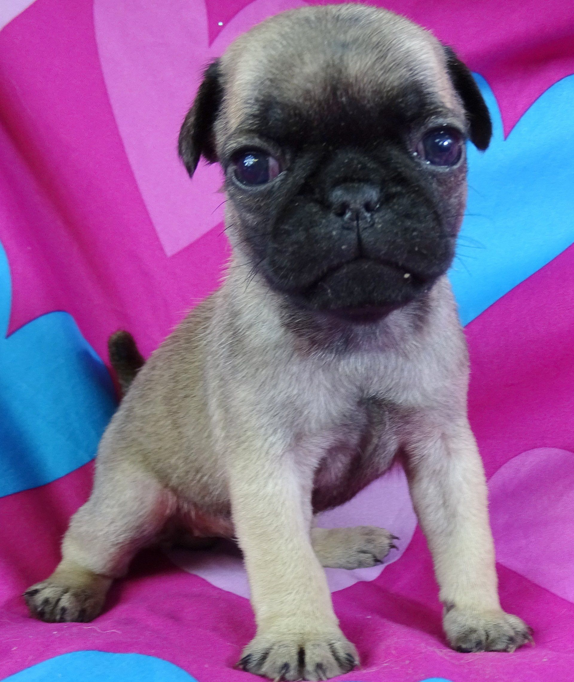 New birth chug — Abilene, KS — Paws -N-Claws