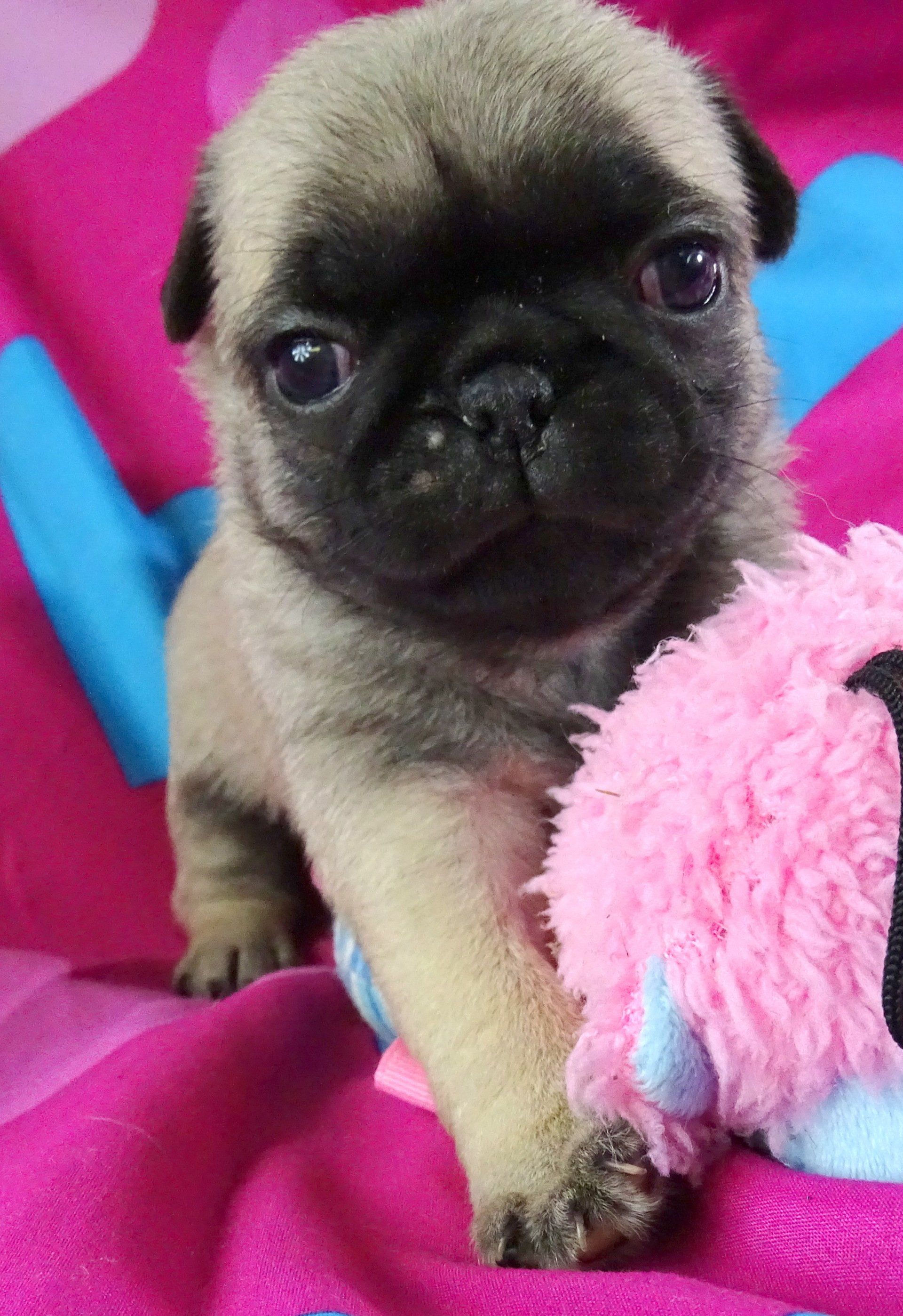 Chug on bed — Abilene, KS — Paws -N-Claws