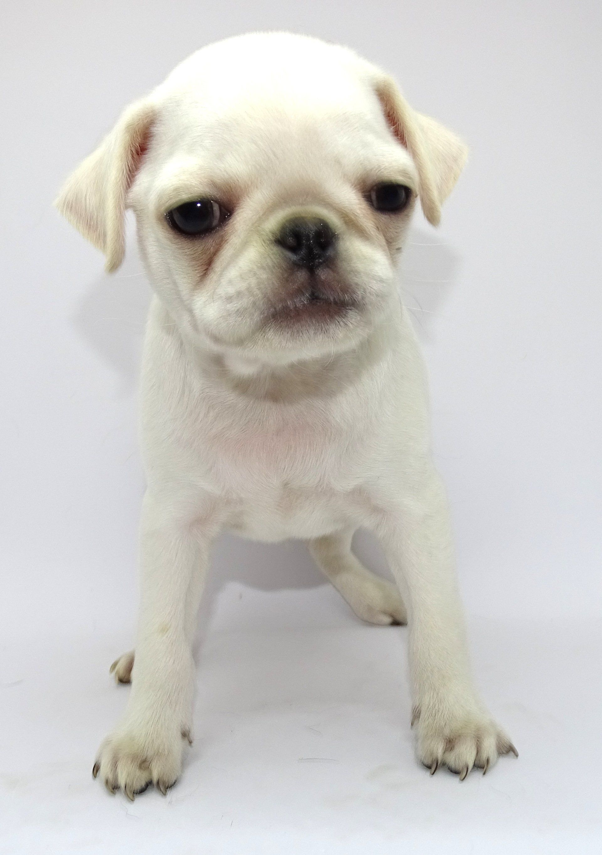 Apple chihuahua — Abilene, KS — Paws -N-Claws