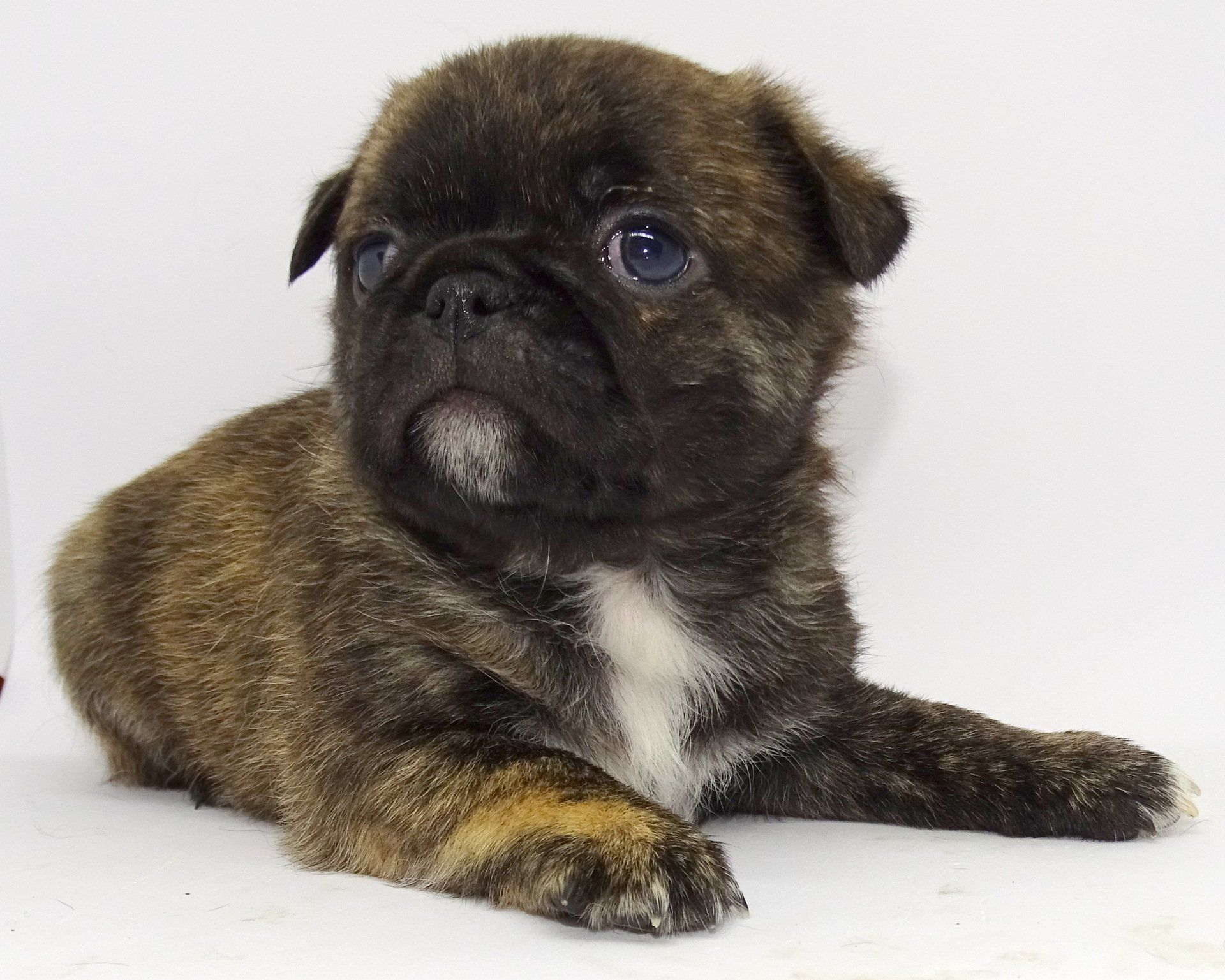 Adorable pug — Abilene, KS — Paws -N-Claws