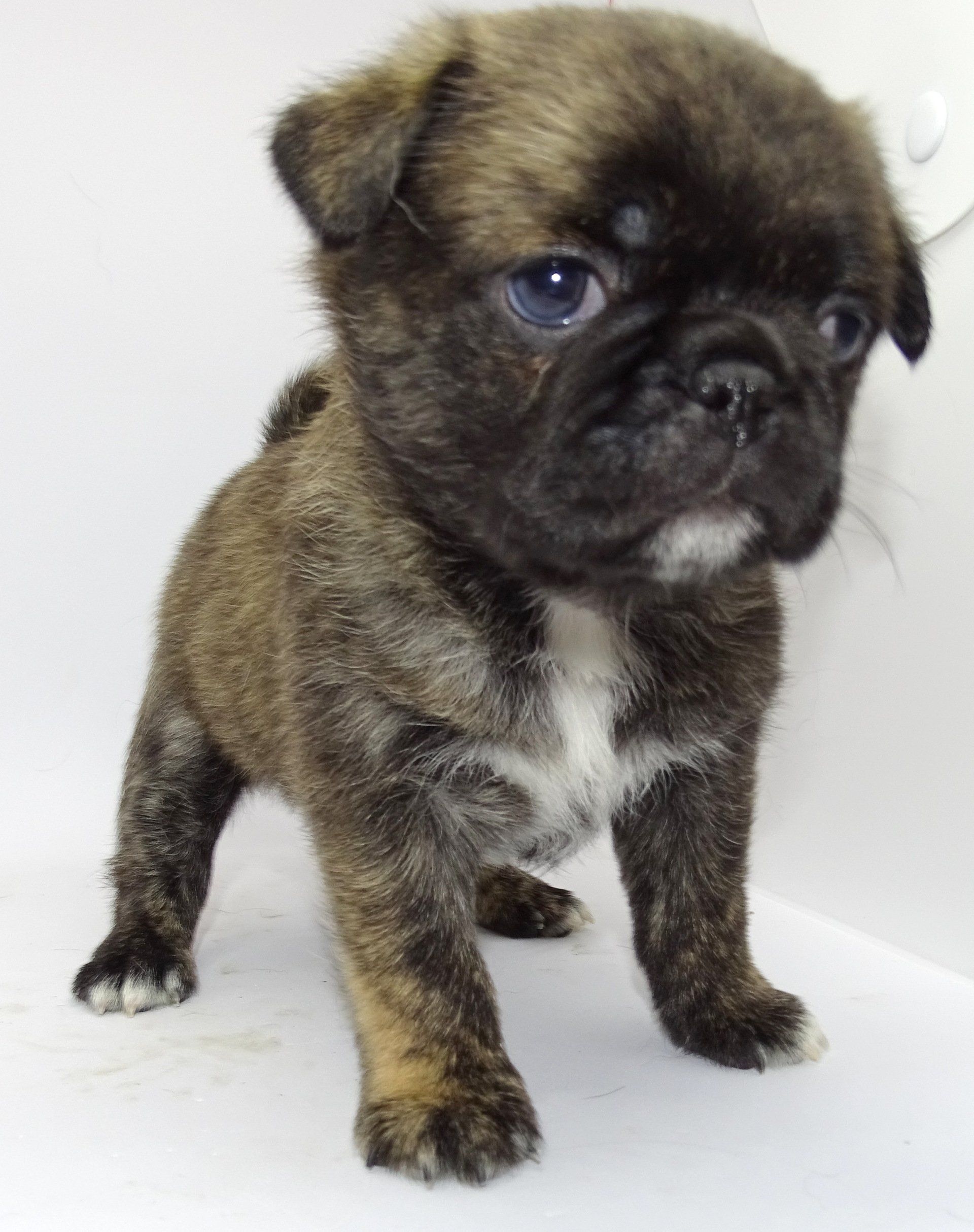 Chihuahua pug mix — Abilene, KS — Paws -N-Claws