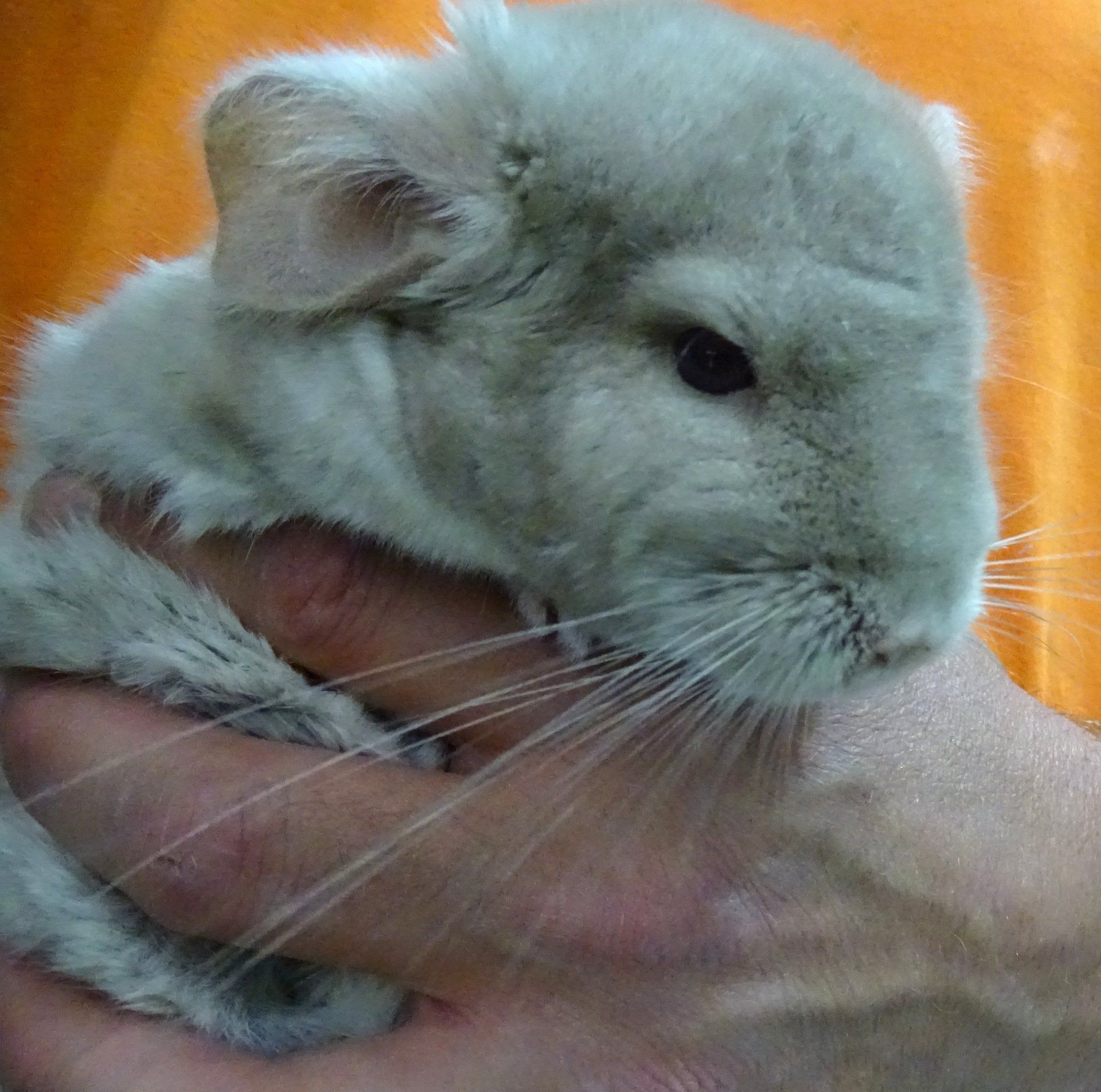 Gray Chinchilla — Abilene, KS — Paws -N-Claws