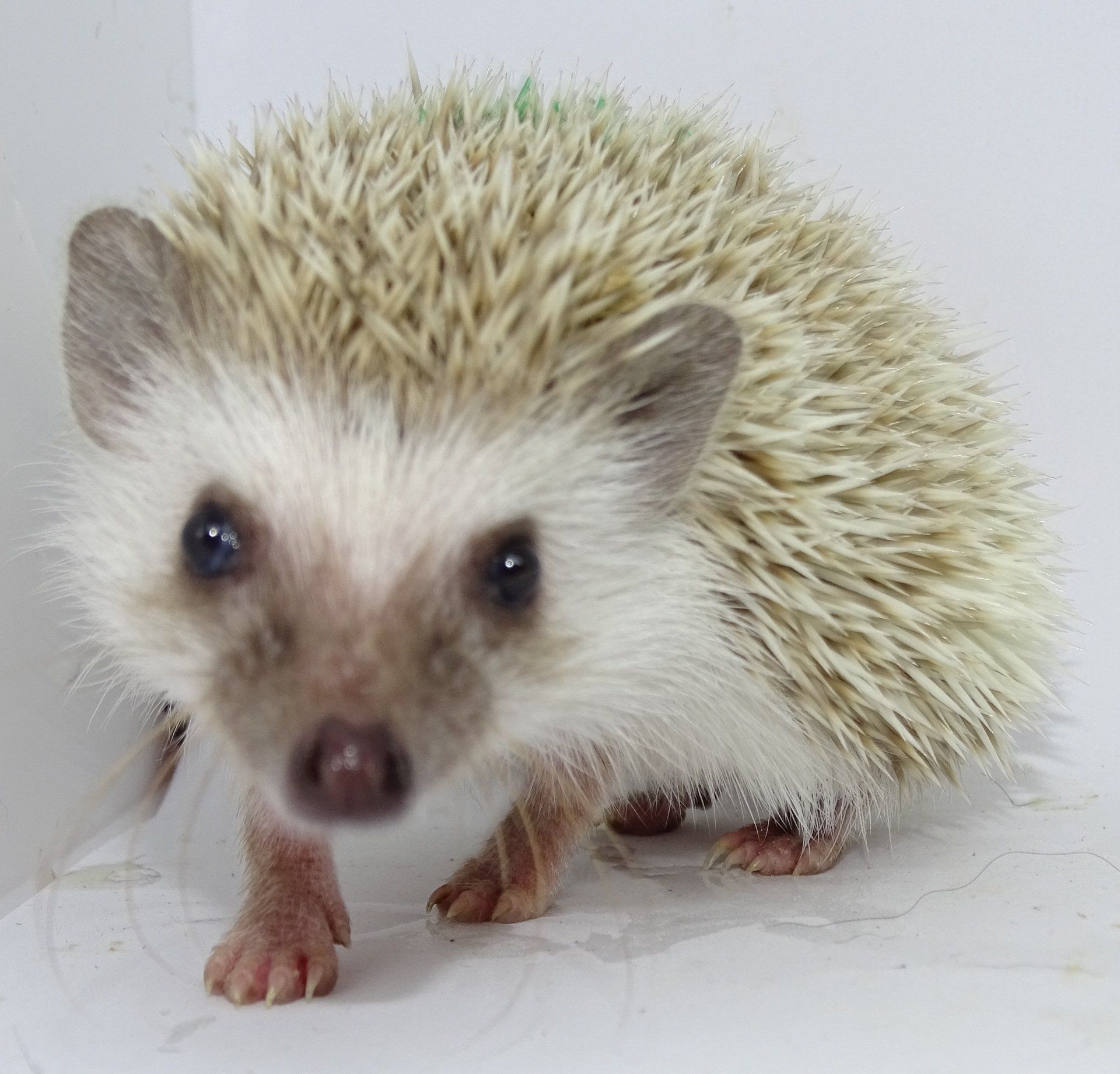 Two parakeets —  Abilene, KS — Paws -N-Claws