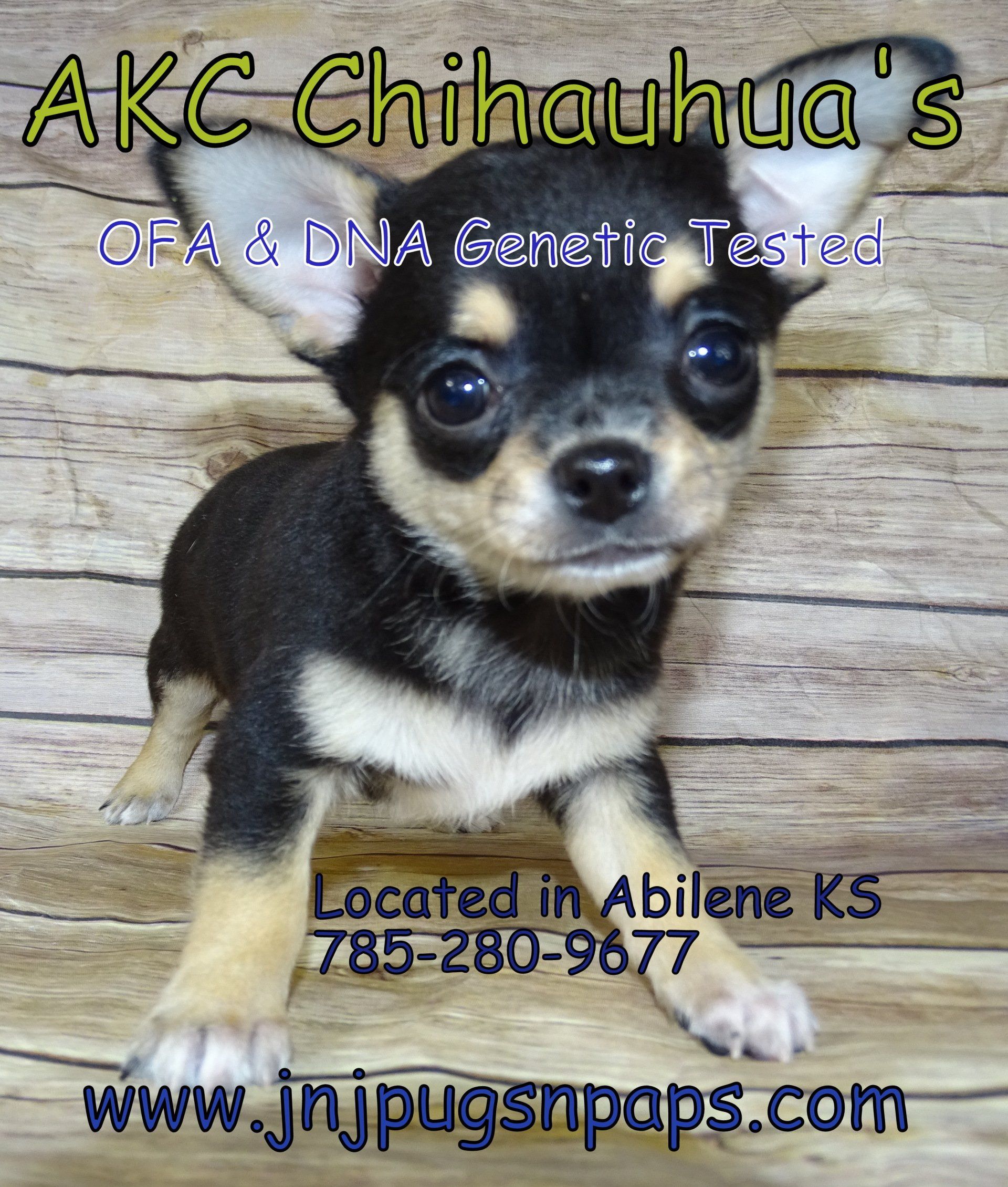 Picture of pugs — Abilene, KS — Paws -N-Claws