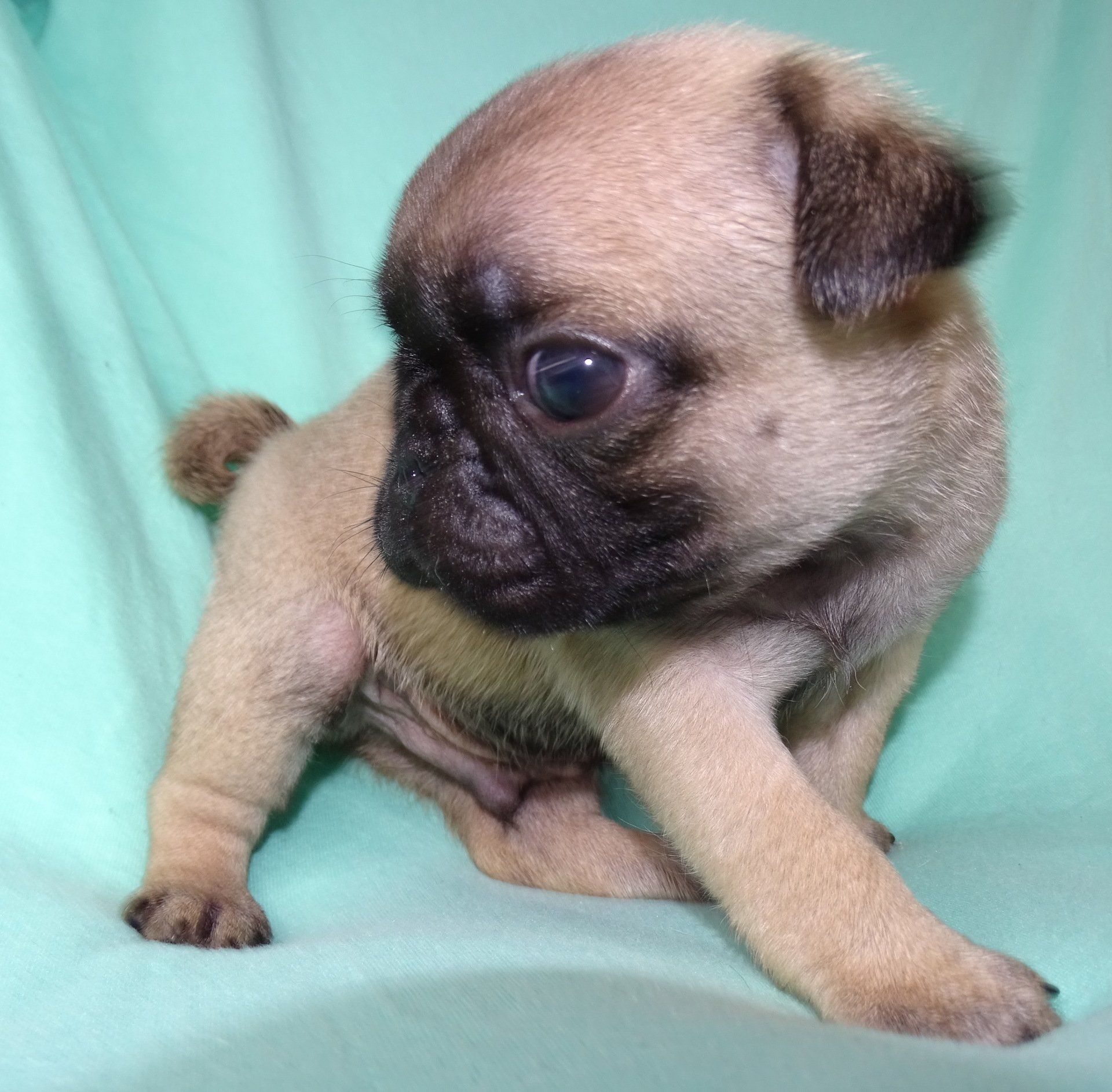 Brown long coat — Abilene, KS — Paws -N-Claws