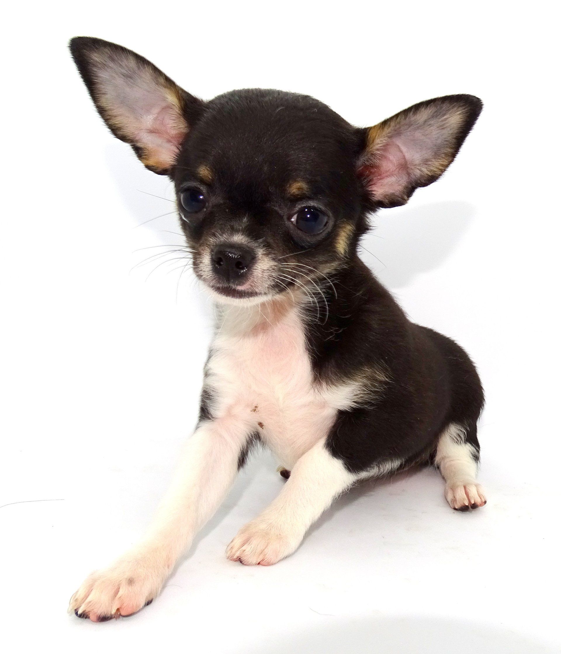 Chihuahua with collar — Abilene, KS — Paws -N-Claws
