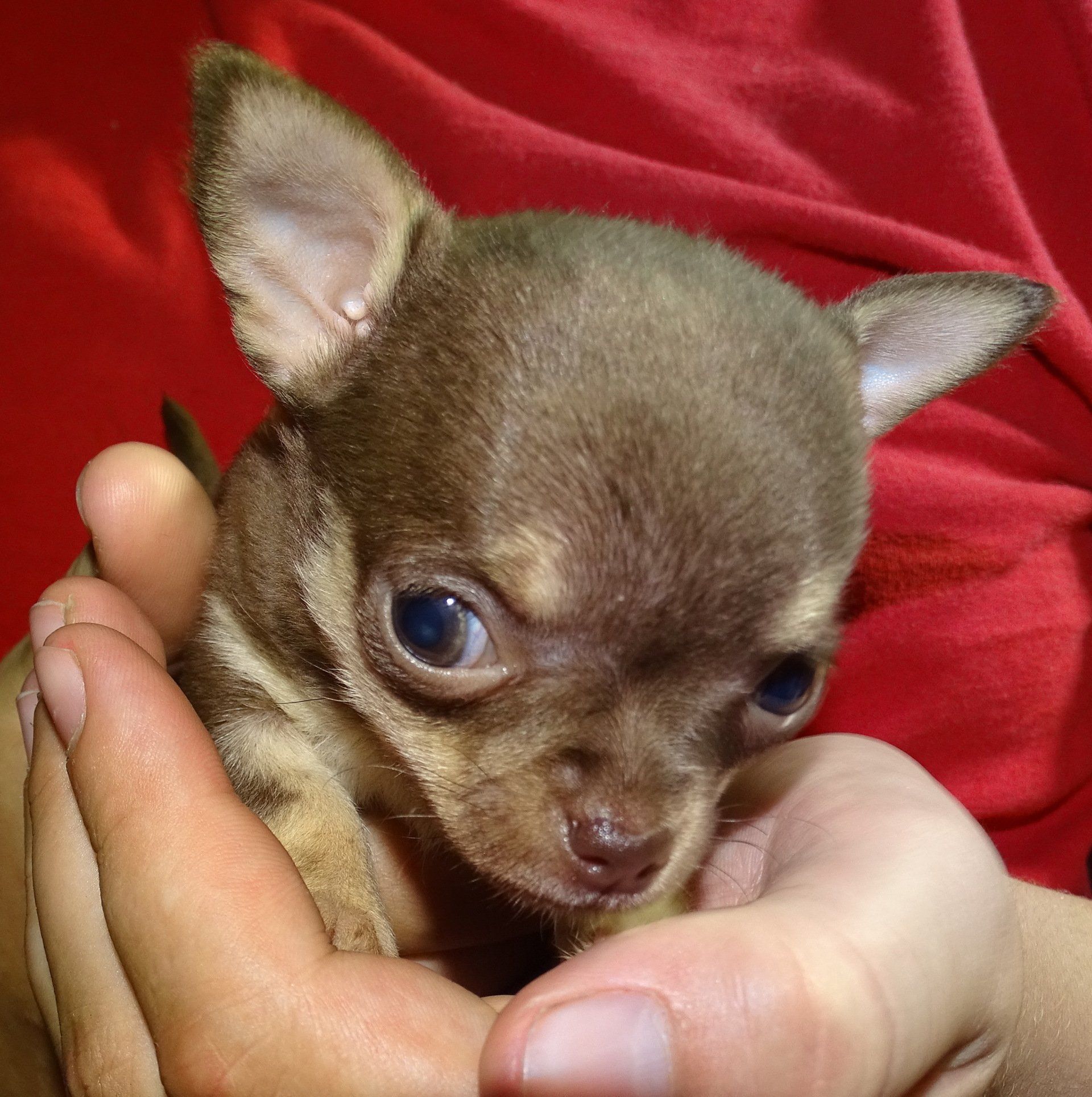 Medium chihuahua — Abilene, KS — Paws -N-Claws