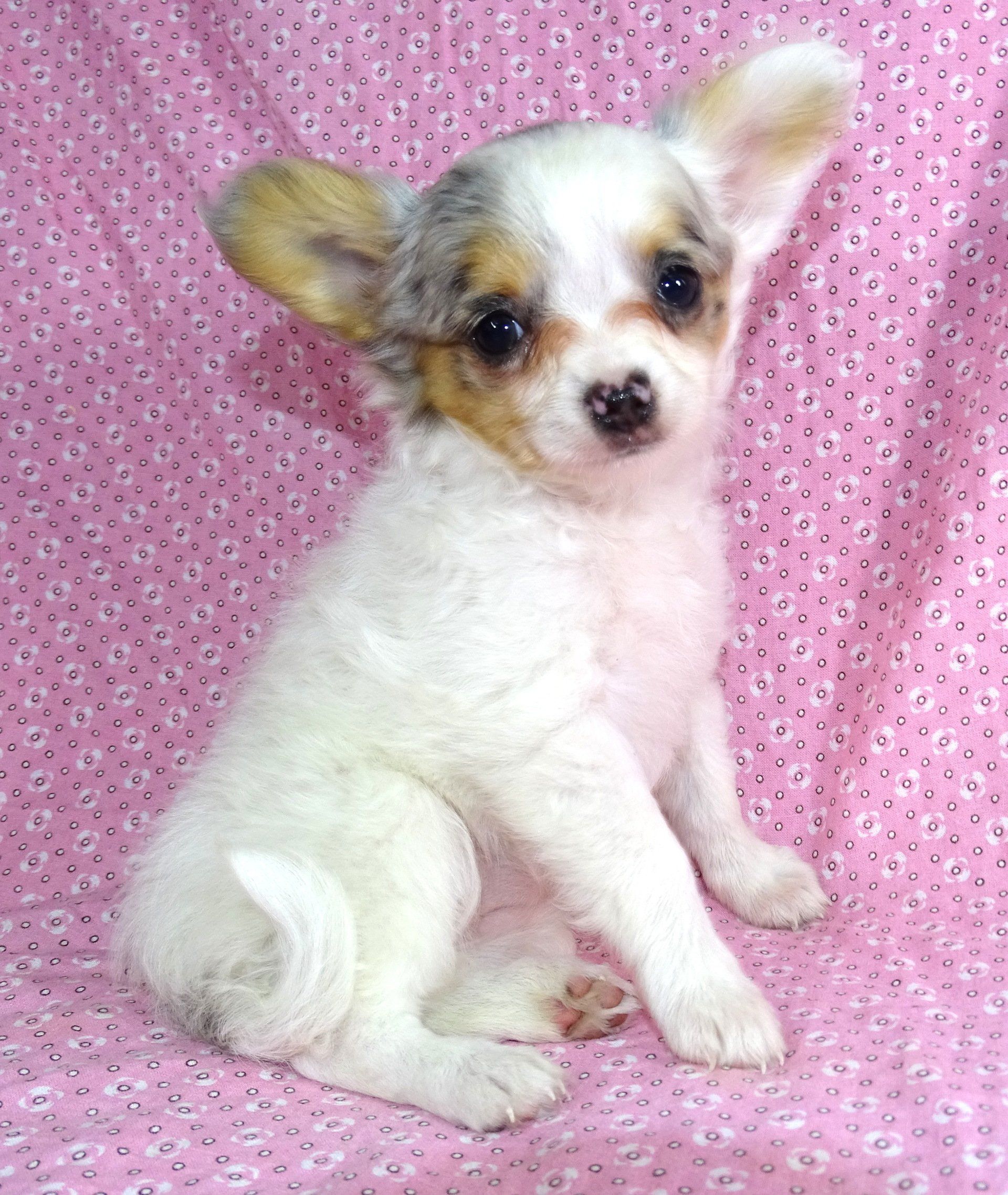 Long hair chihuahua — Abilene, KS — Paws -N-Claws