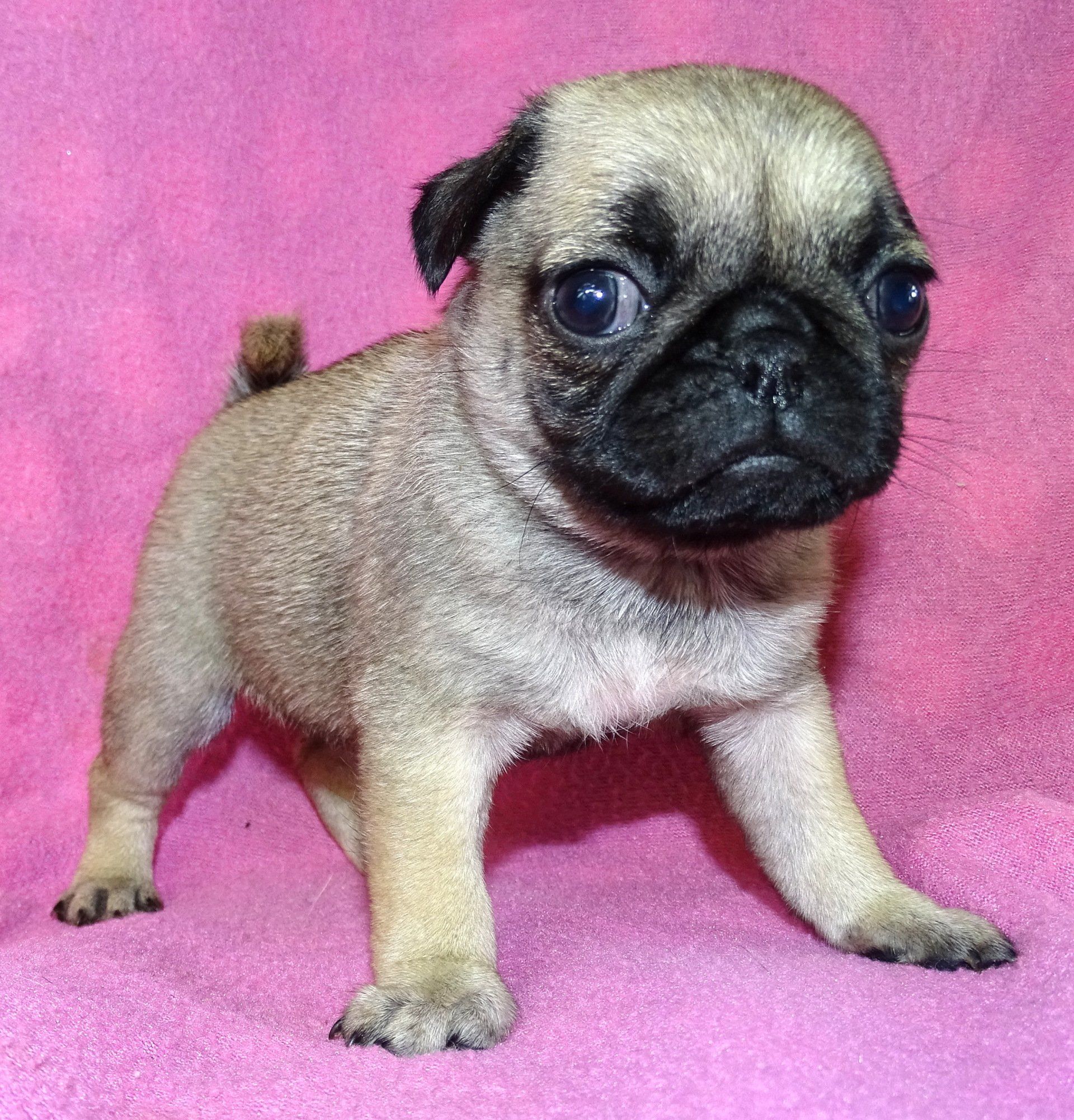 Chihuahua on bed — Abilene, KS — Paws -N-Claws