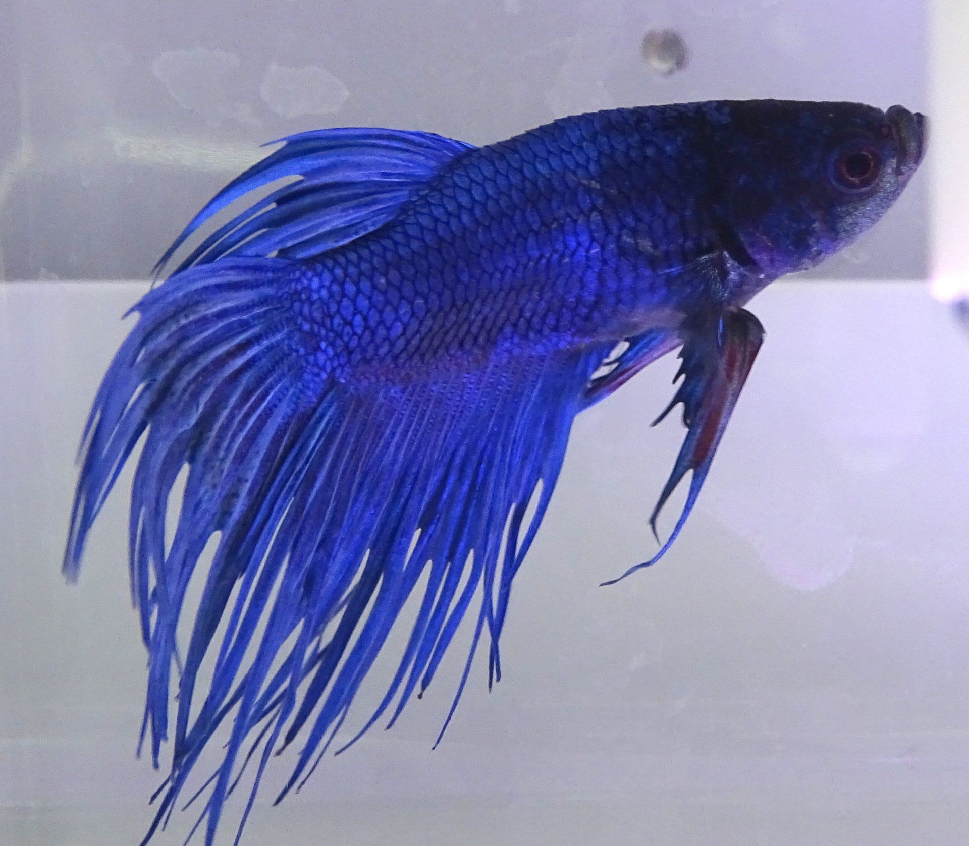 Small fishes — Abilene, KS — Paws -N-Claws