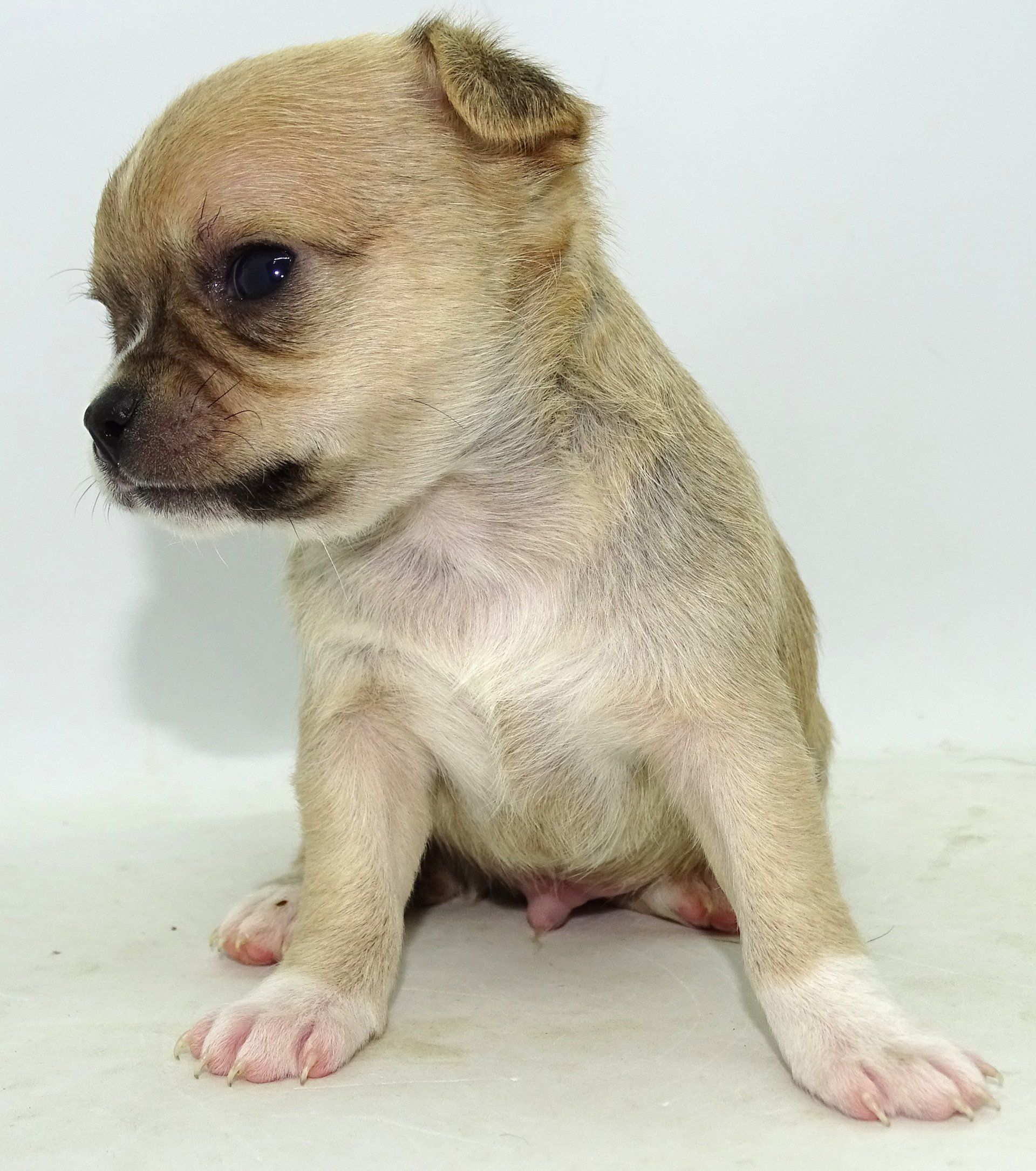 Medium maltese — Abilene, KS — Paws -N-Claws