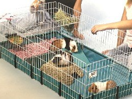 Guinea Pig Kit Cage Plus – Abilene, KS – Paws-N-Claws