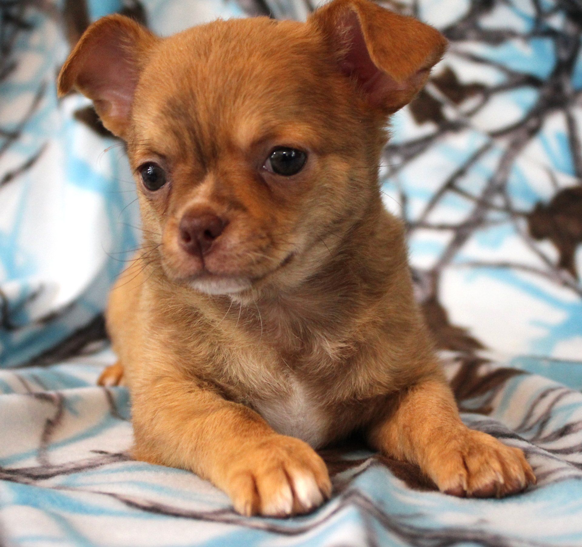 Chihuahua puppy — Abilene, KS — Paws -N-Claws