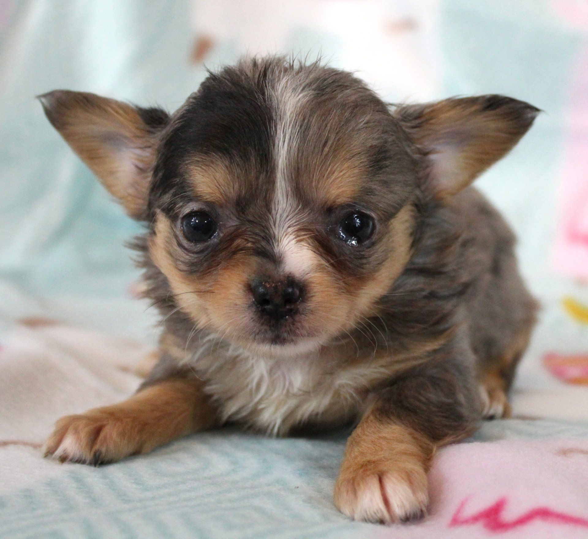Tiny chihuahua — Abilene, KS — Paws -N-Claws