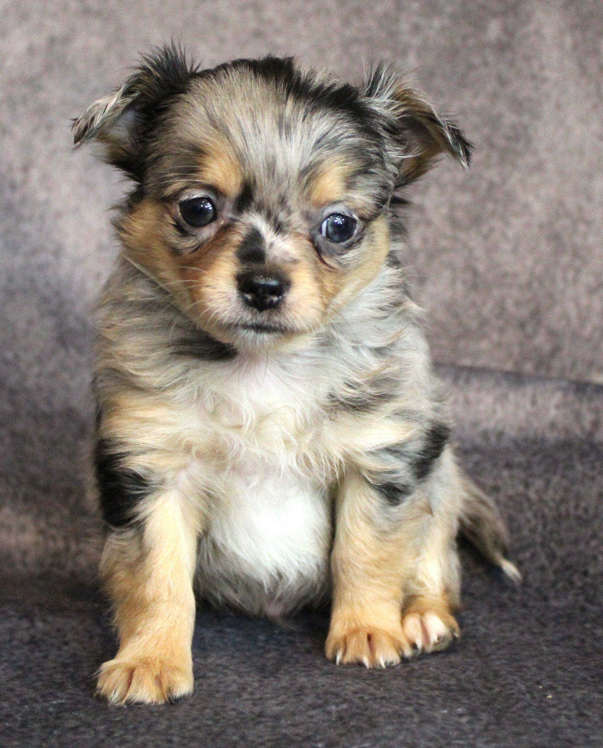 Baby brown chihuahua — Abilene, KS — Paws -N-Claws