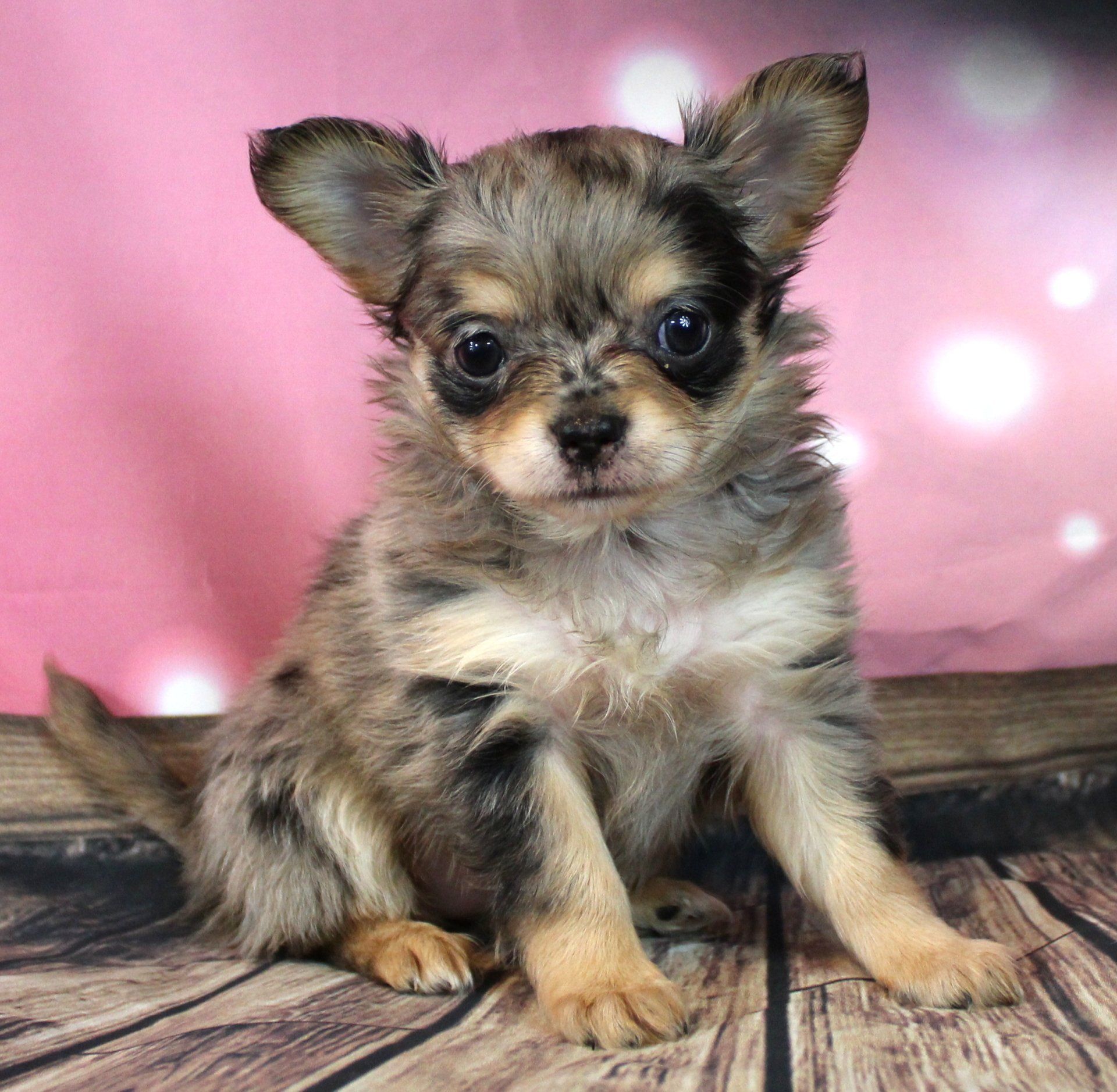 Full grown chihuahua — Abilene, KS — Paws -N-Claws