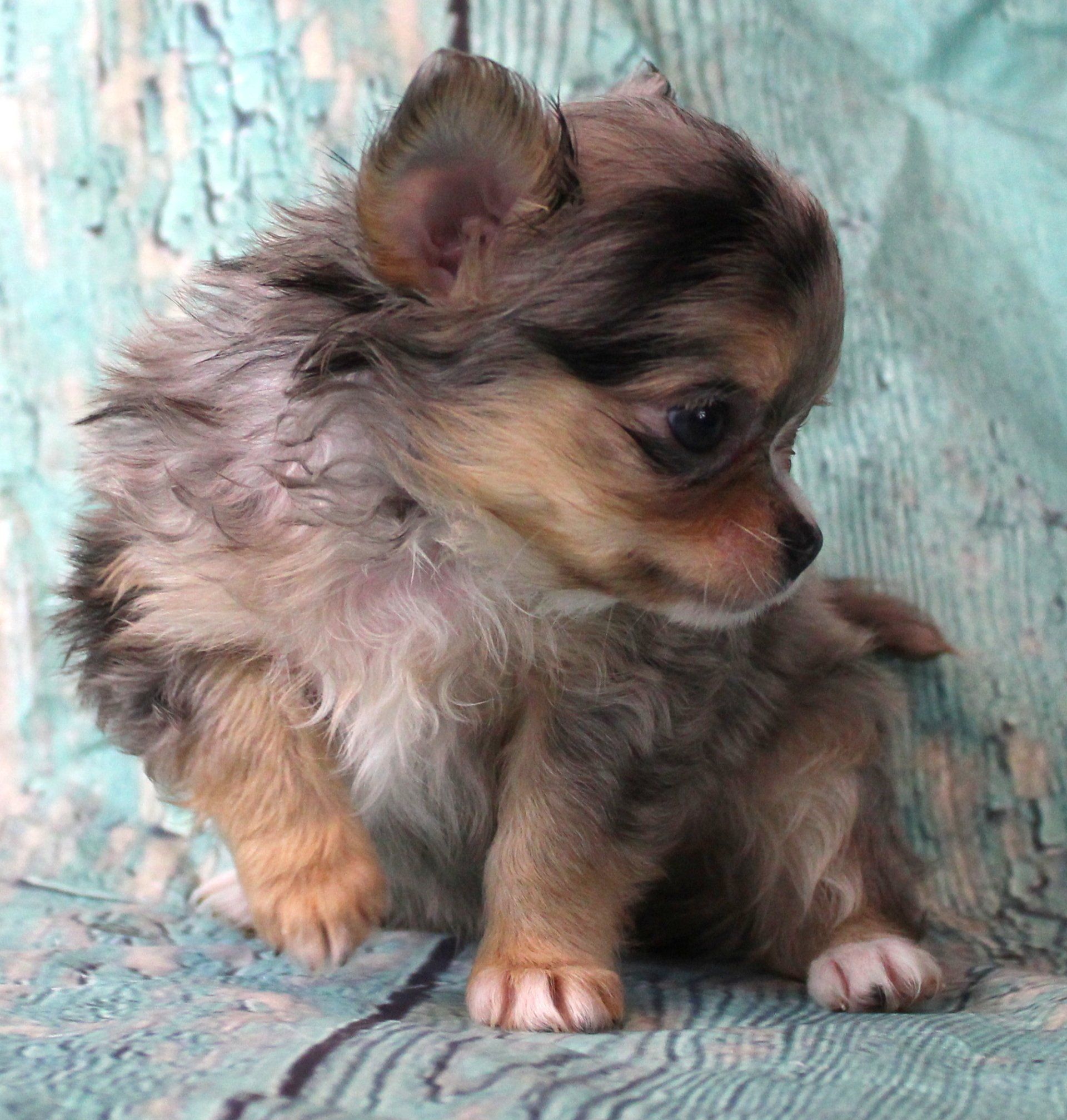 Wholebody pug — Abilene, KS — Paws -N-Claws