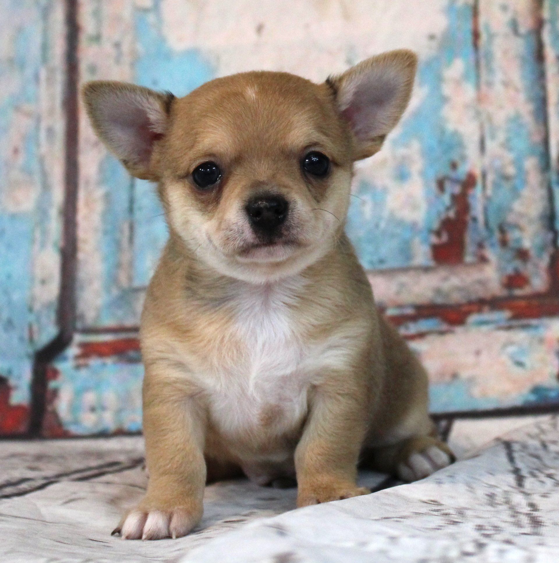 Medium mixed breed — Abilene, KS — Paws -N-Claws