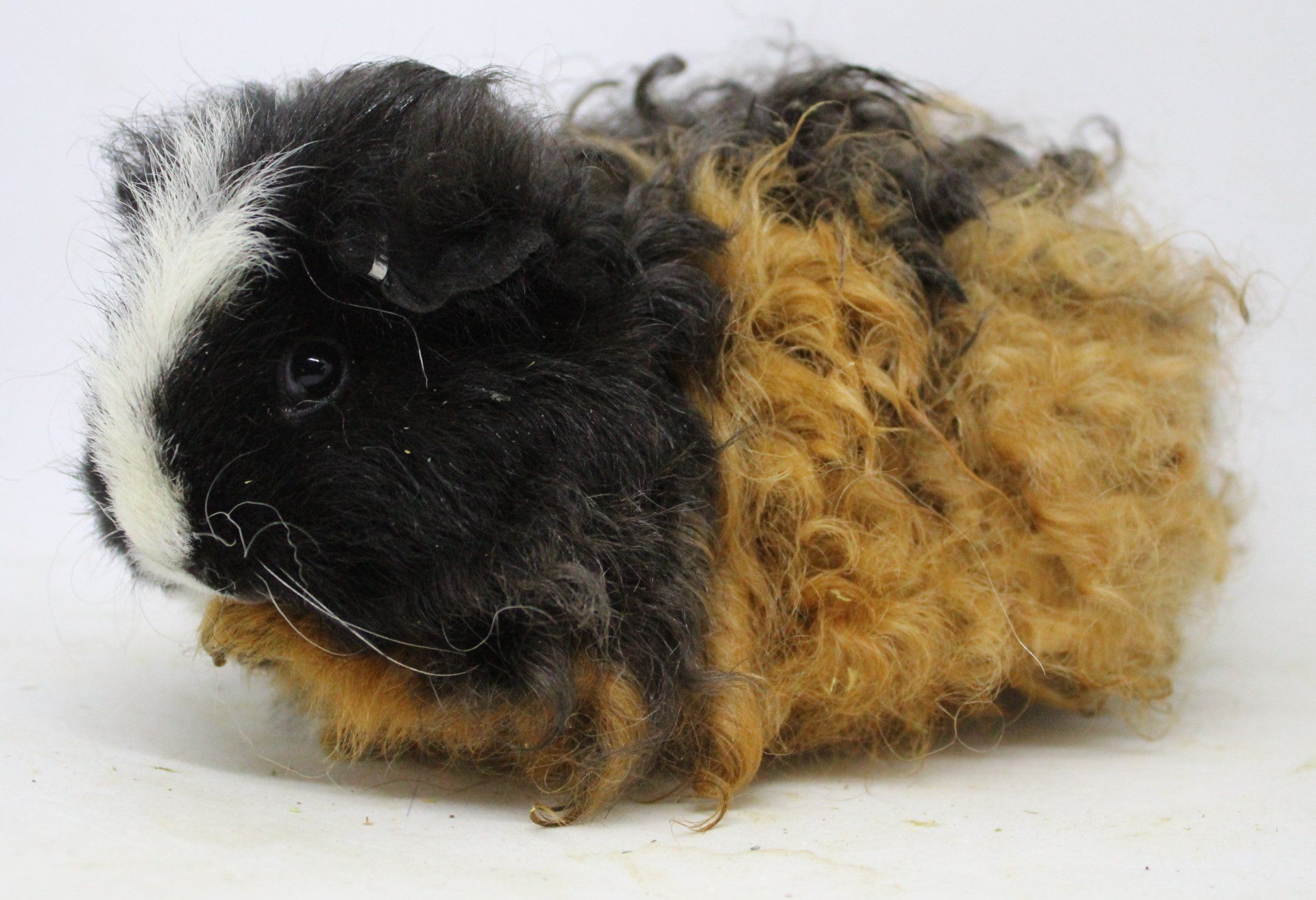 Baby glider — Abilene, KS — Paws -N-Claws