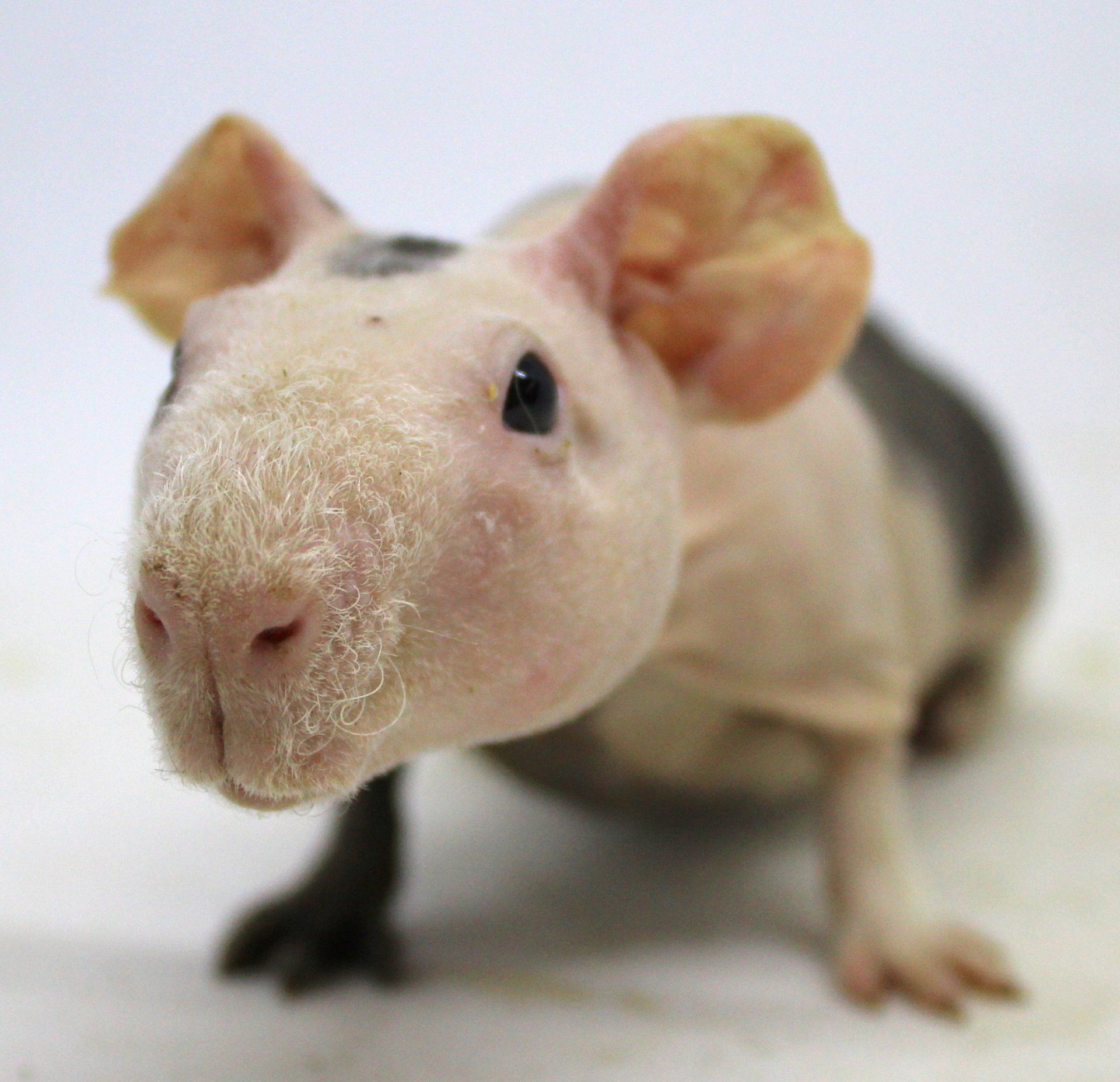 Black and white dog — Abilene, KS — Paws -N-Claws