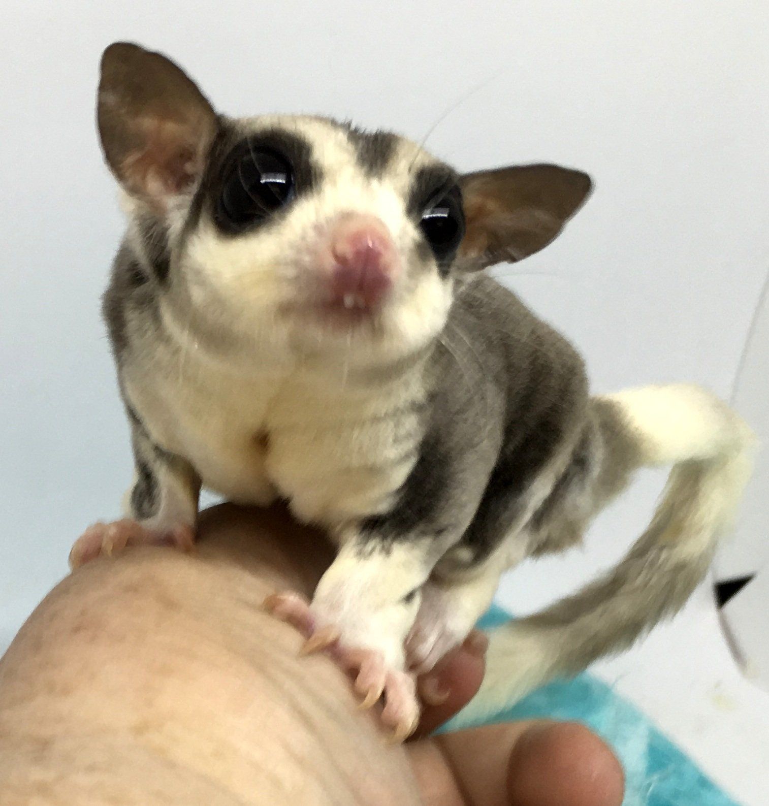 Tri-color parakeet — Abilene, KS — Paws -N-Claws