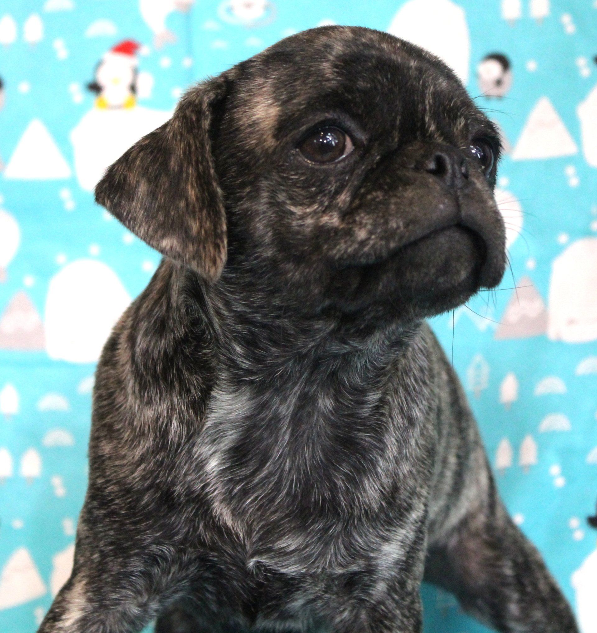 Parts of chihuahua — Abilene, KS — Paws -N-Claws