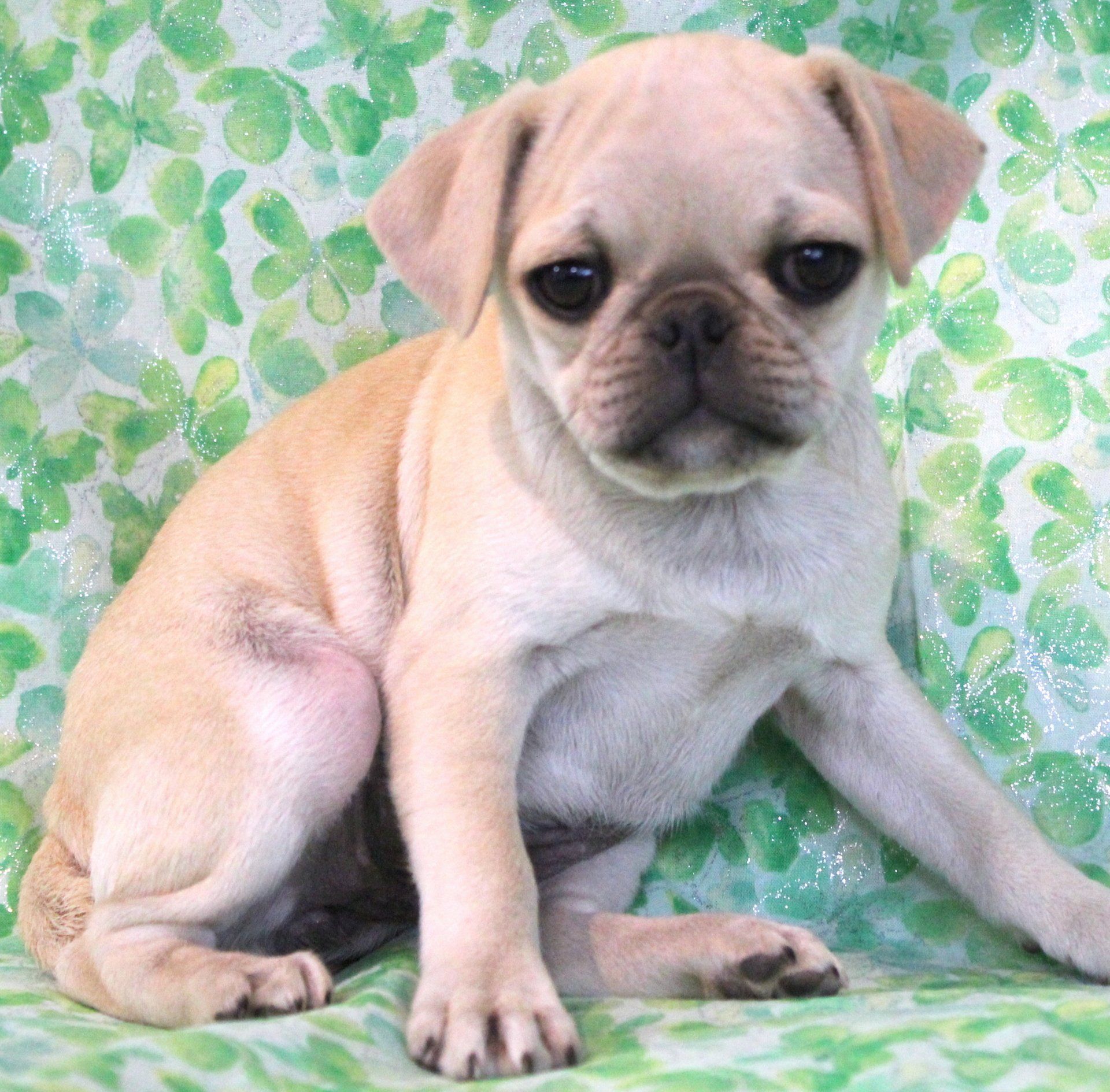 Newly born chihuahua — Abilene, KS — Paws -N-Claws