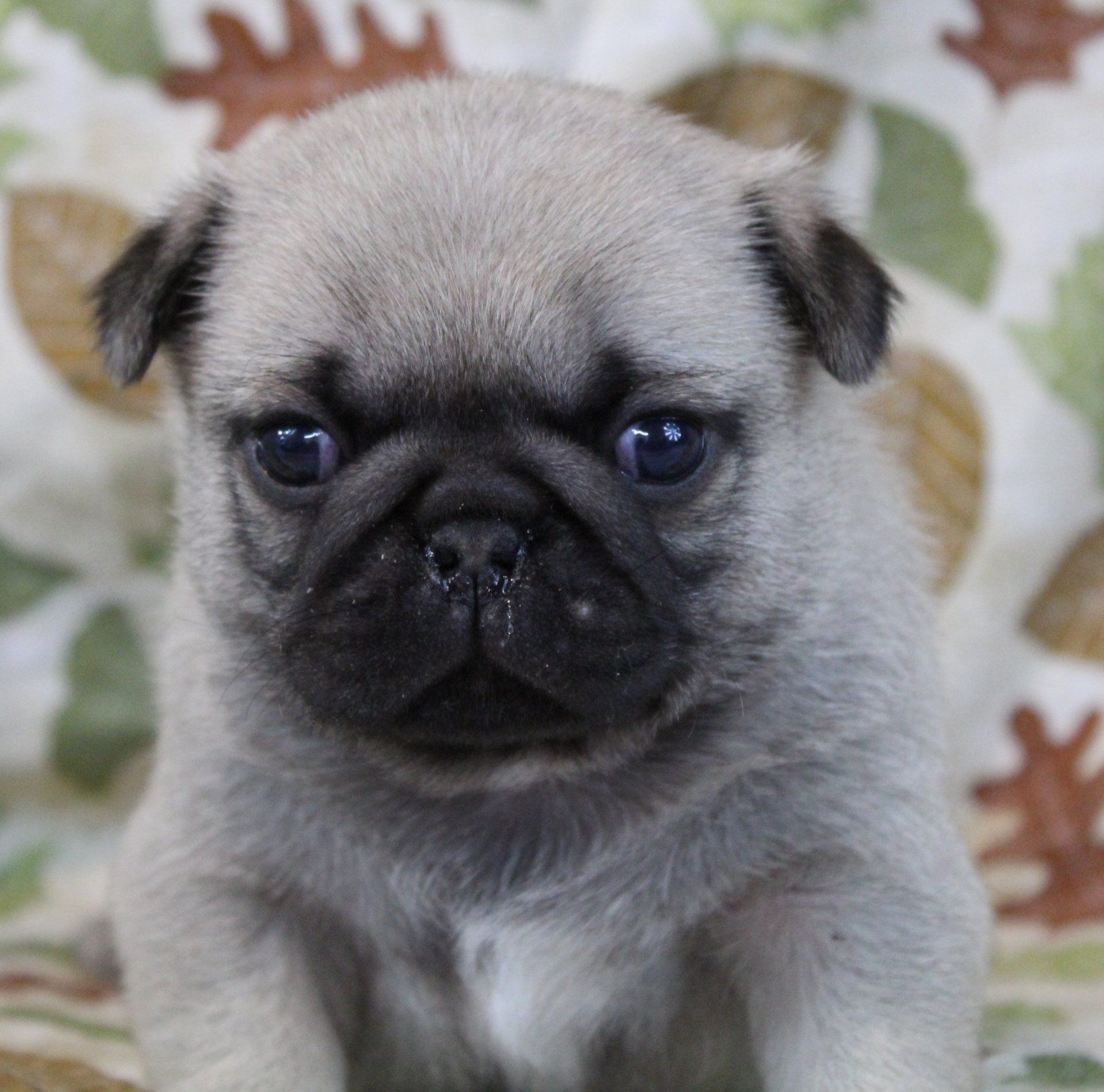 Pugs — Abilene, KS — Paws -N-Claws