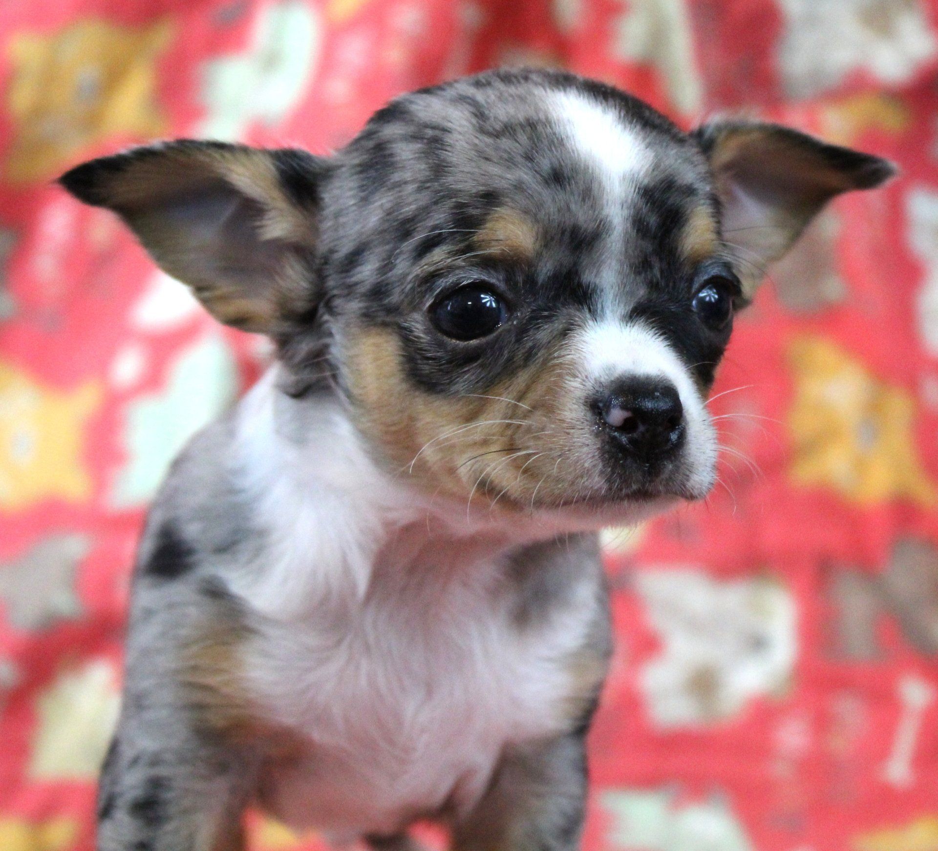 Small pug — Abilene, KS — Paws -N-Claws