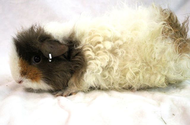 Guinea pig ping shops list