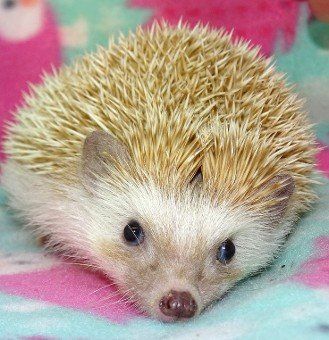 Black eyed cinnacot – Abilene, KS – Paws-N-Claws