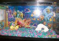 Beautiful aquarium — Abilene, KS — Paws -N-Claws