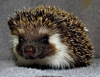 Thick black badger – Abilene, KS – Paws-N-Claws