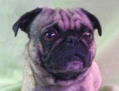 Bacon Service Pug from JNJPugsNPaps